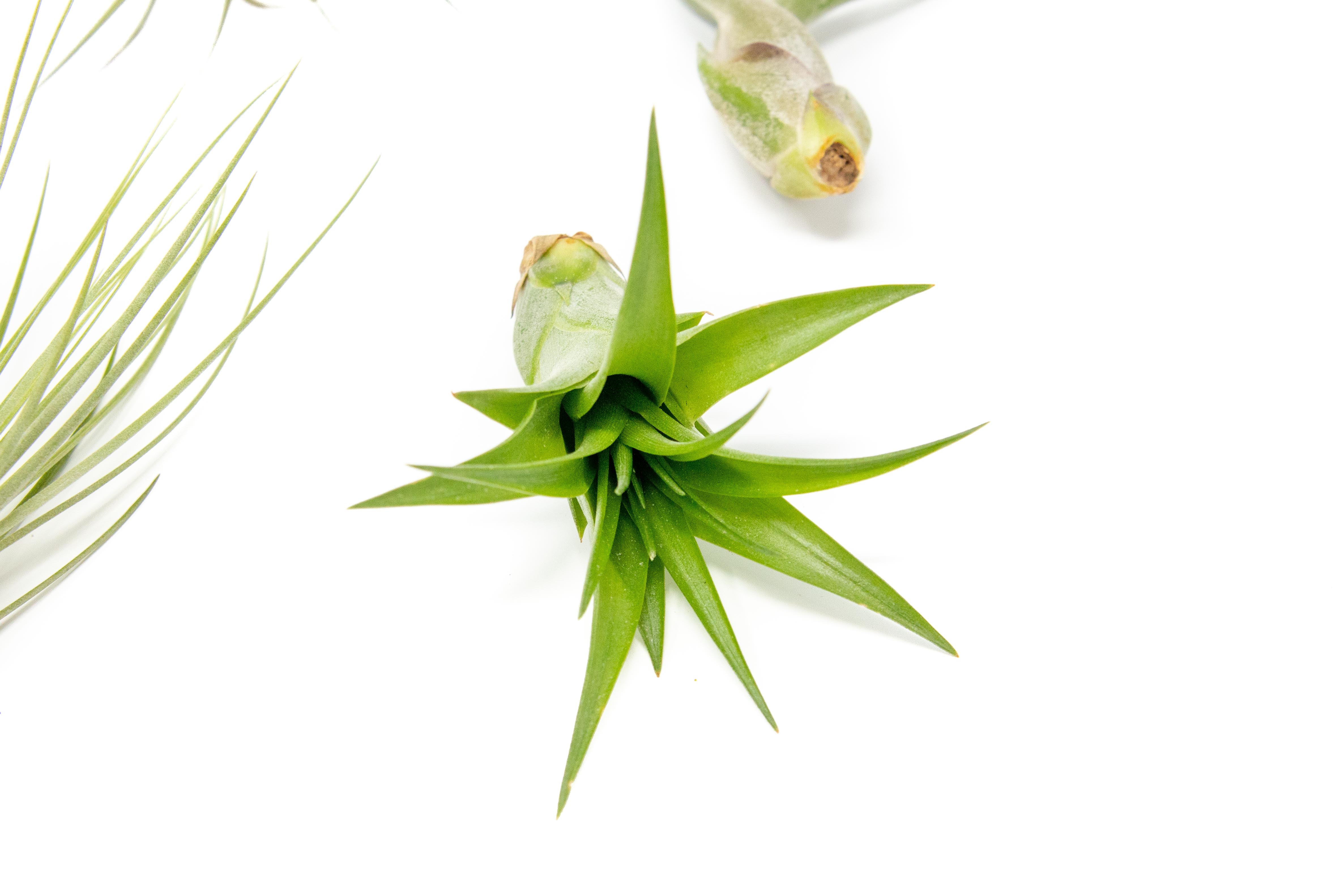 SALE - The Elegant Collection of Tillandsia Air Plants - Set of 10, 20, or 30 - 60% Off-airplant-The Succulent Source