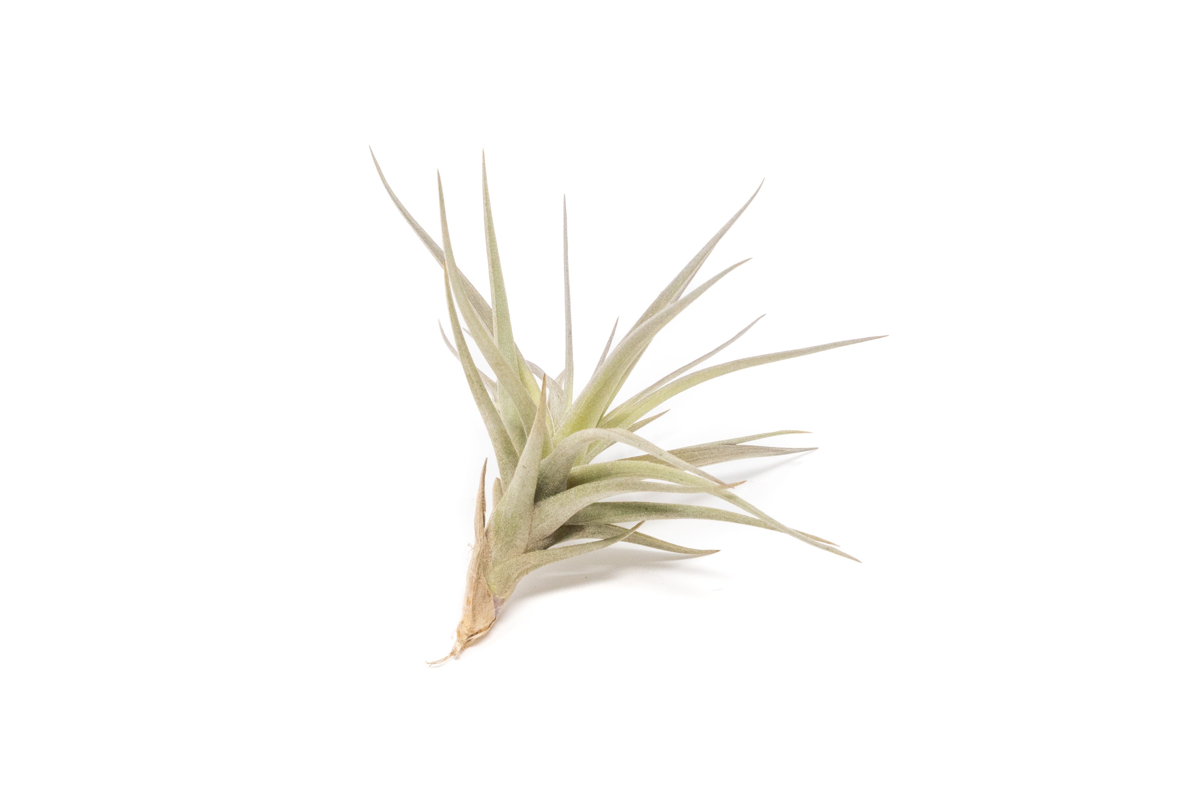 SALE - The Elegant Collection of Tillandsia Air Plants - Set of 10, 20, or 30 - 60% Off-airplant-The Succulent Source