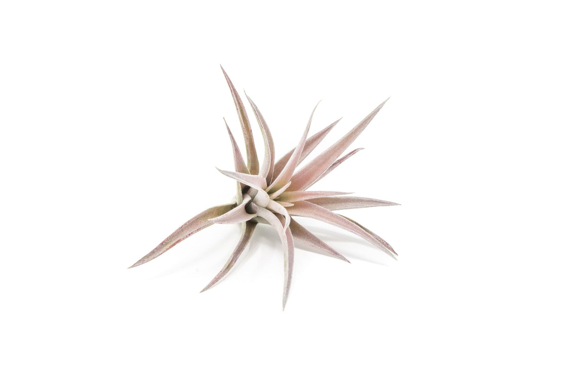 SALE - The Elegant Collection of Tillandsia Air Plants - Set of 10, 20, or 30 - 60% Off-airplant-The Succulent Source