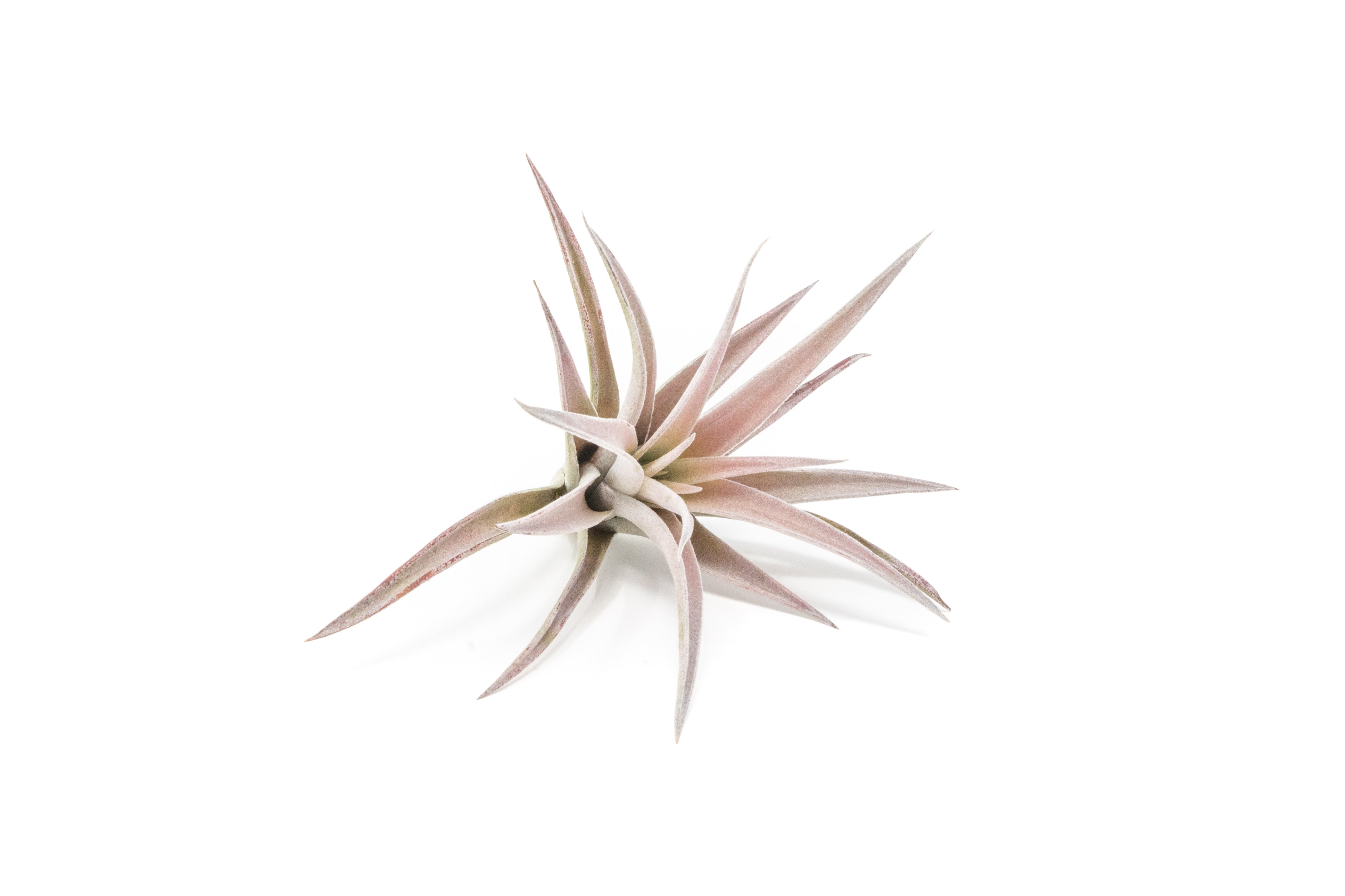 SALE - The Elegant Collection of Tillandsia Air Plants - Set of 10, 20, or 30 - 60% Off-airplant-The Succulent Source