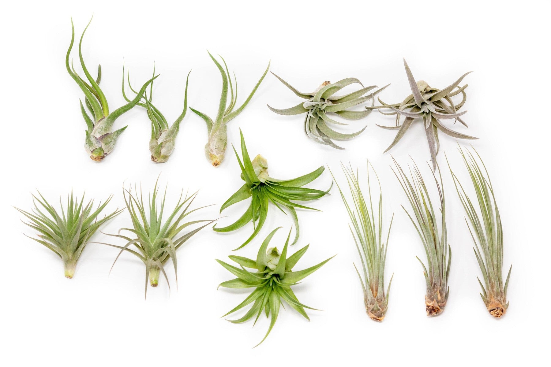 SALE - The Elegant Collection of Tillandsia Air Plants - Set of 10, 20, or 30 - 60% Off-airplant-The Succulent Source