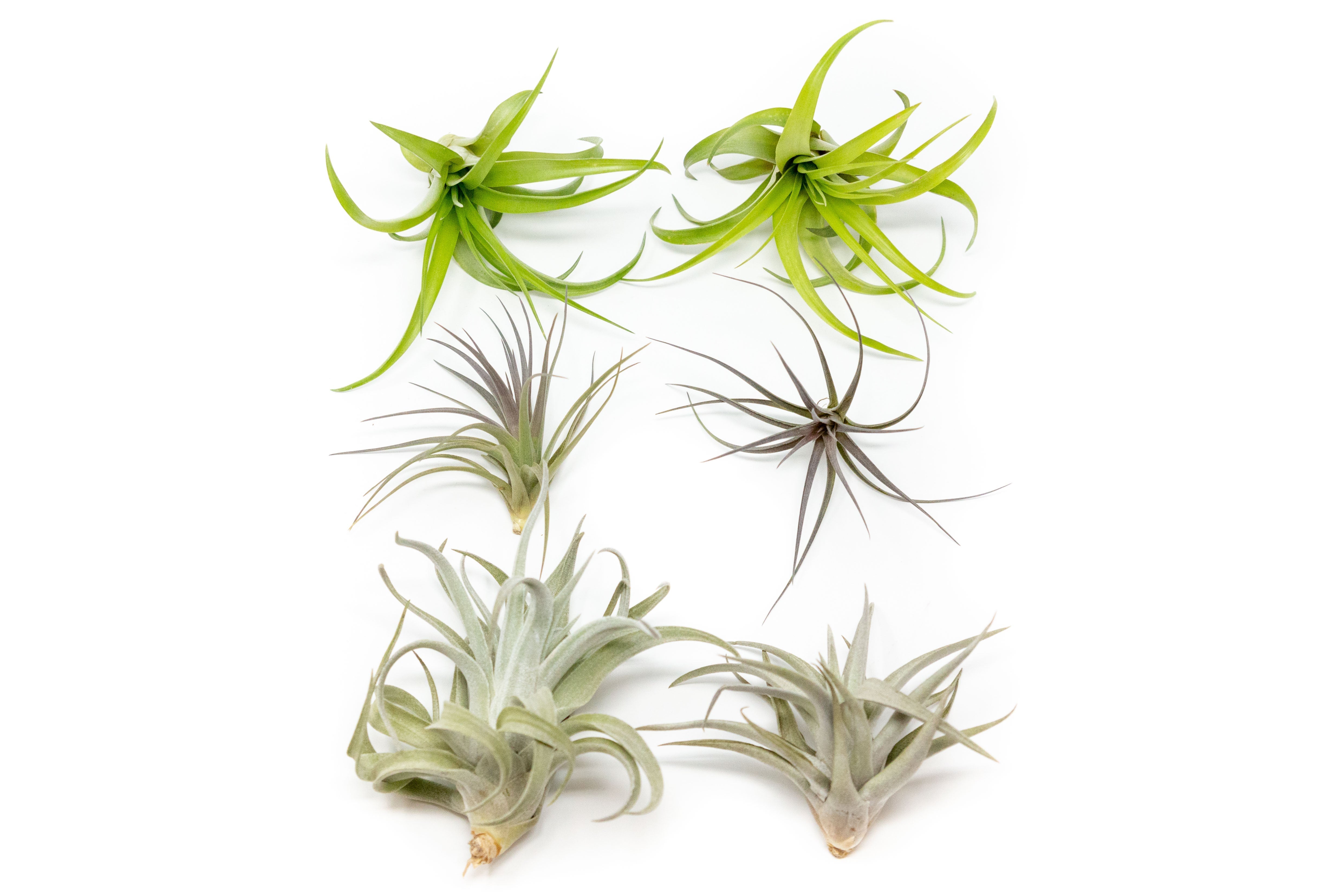 SALE - The Inca Collection of Tillandsia Air Plants - Sets of 9 or 18 - 30% Off-airplant-The Succulent Source