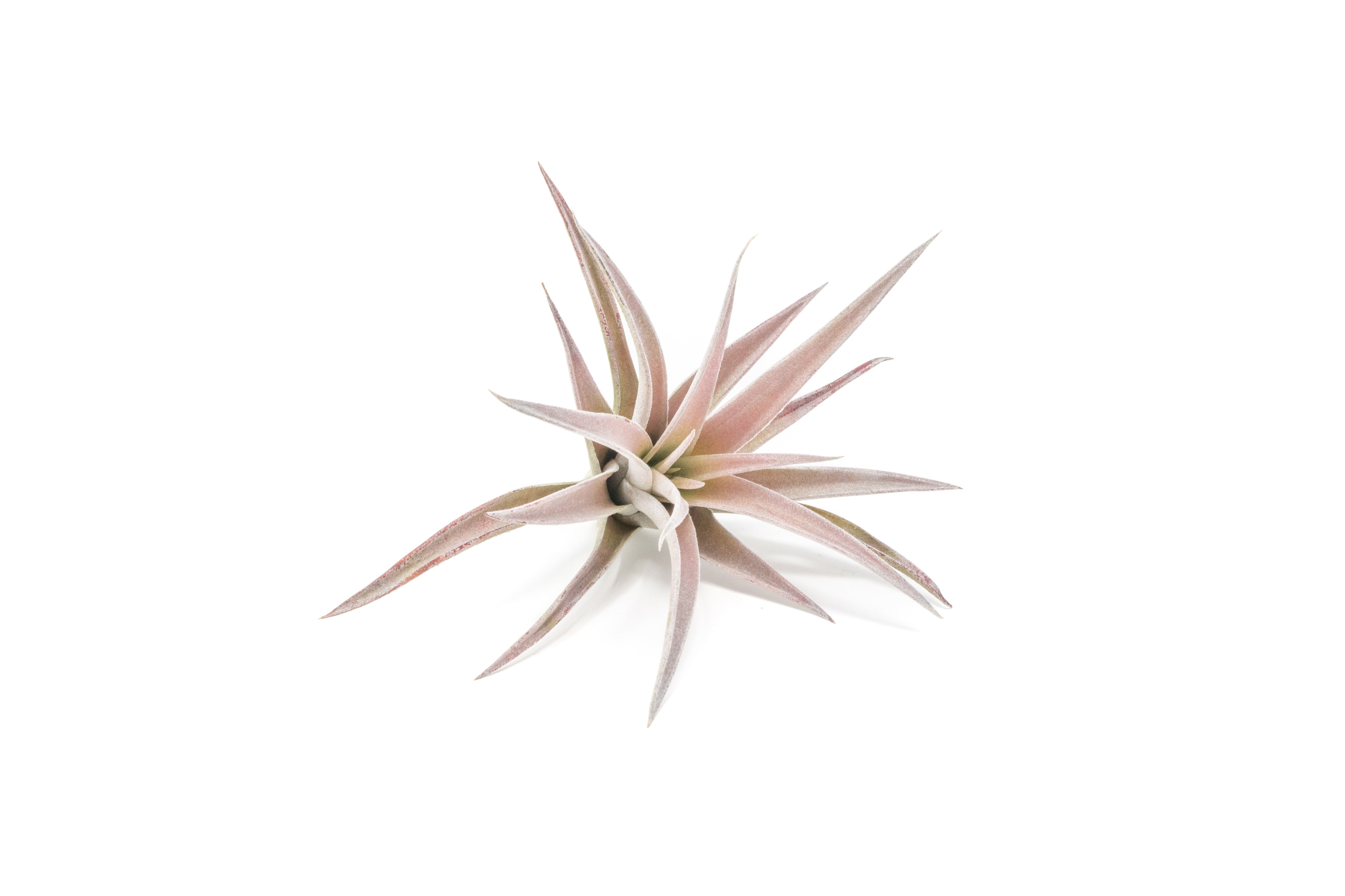 SALE - The Inca Collection of Tillandsia Air Plants - Sets of 9 or 18 - 30% Off-airplant-The Succulent Source