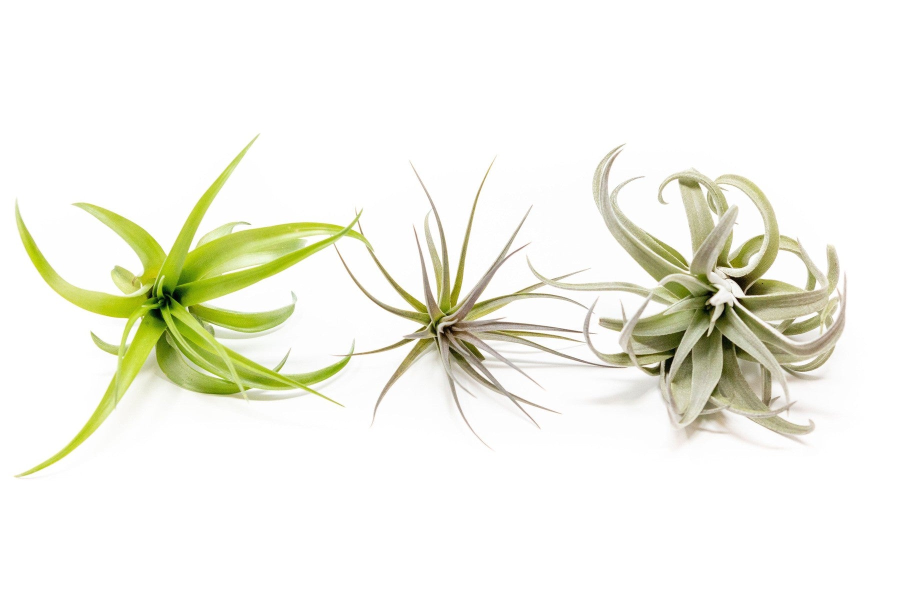 SALE - The Inca Collection of Tillandsia Air Plants - Sets of 9 or 18 - 30% Off-airplant-The Succulent Source