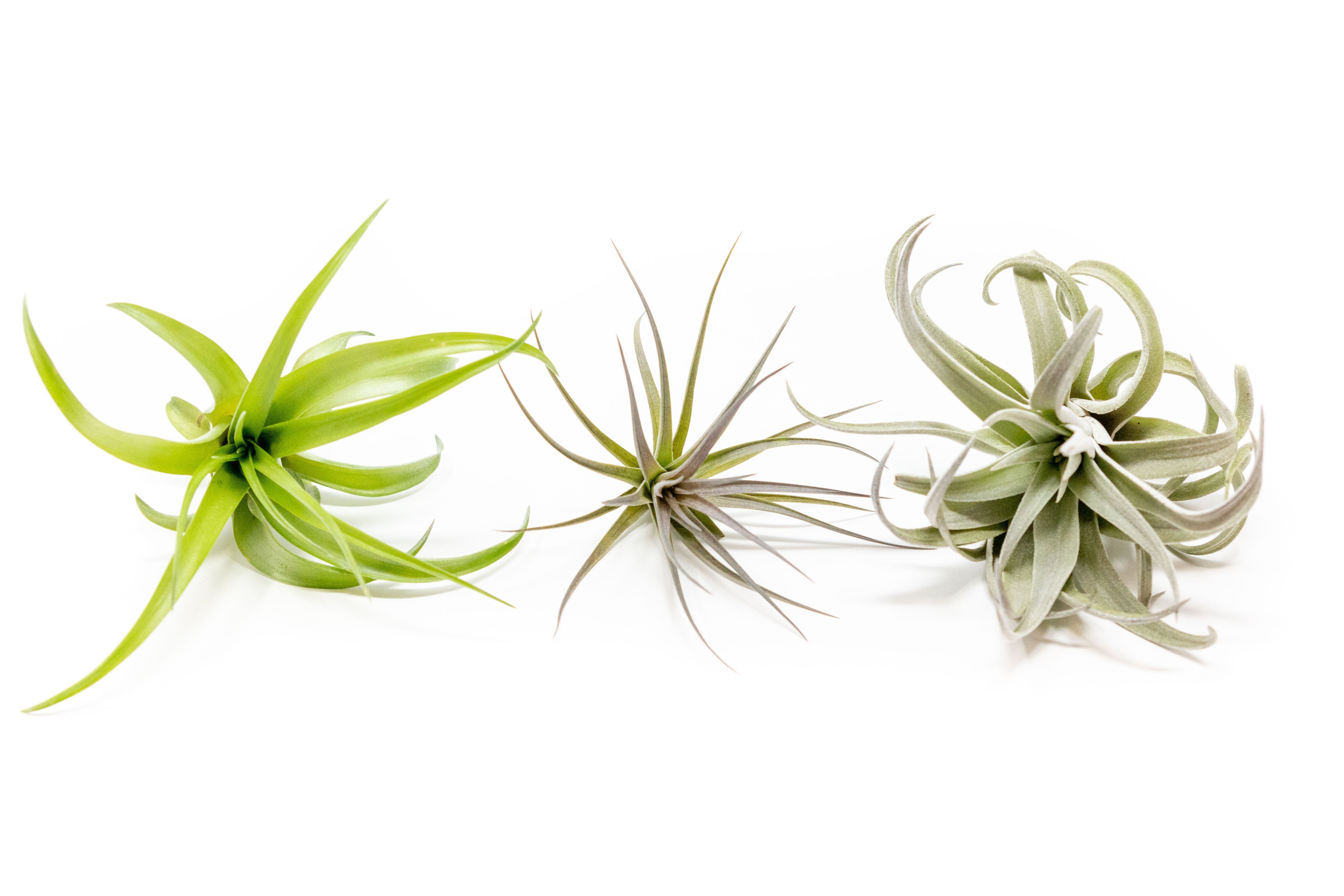 SALE - The Inca Collection of Tillandsia Air Plants - Sets of 9 or 18 - 30% Off-airplant-The Succulent Source