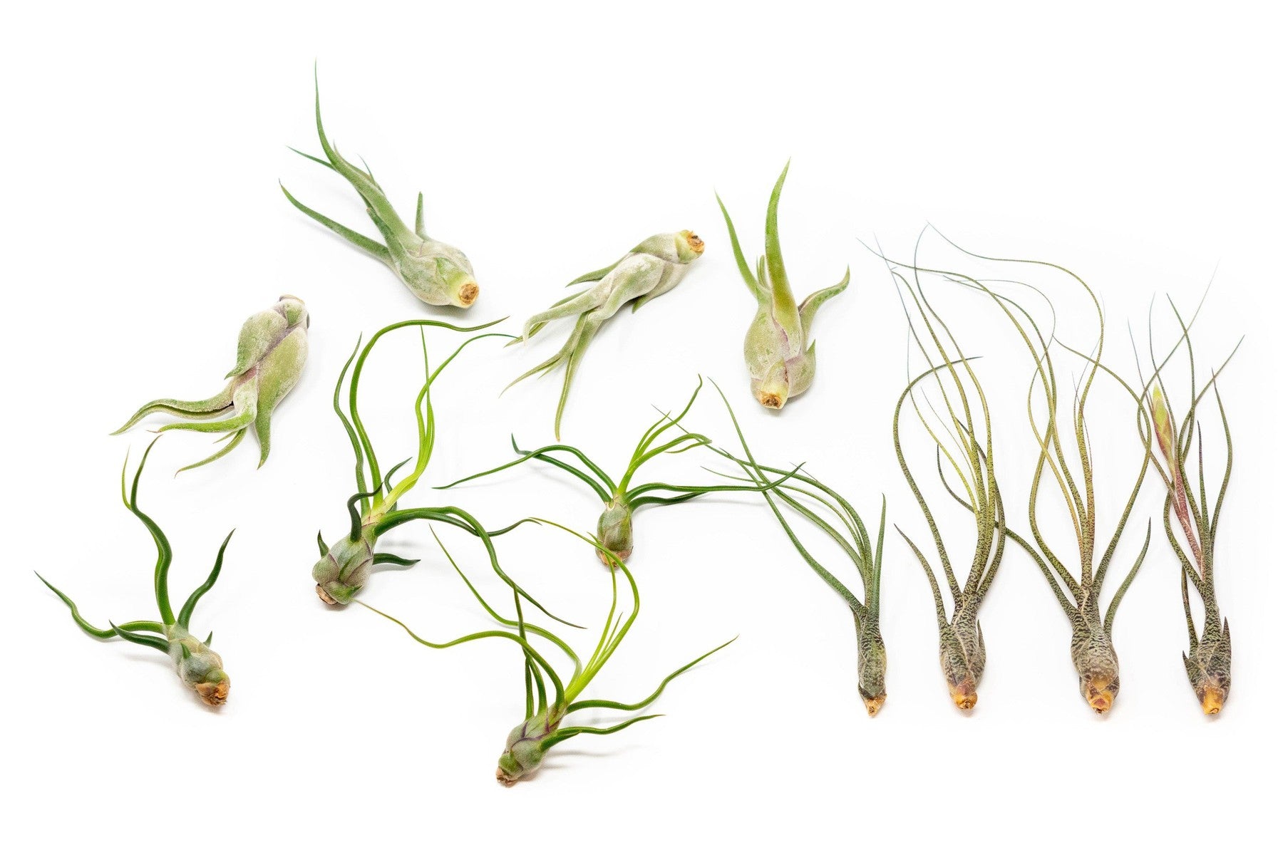 SALE - The Wild Things Collection of Tillandsia Air Plants - Set of 9 or 18 Air - 70% Off-airplant-The Succulent Source