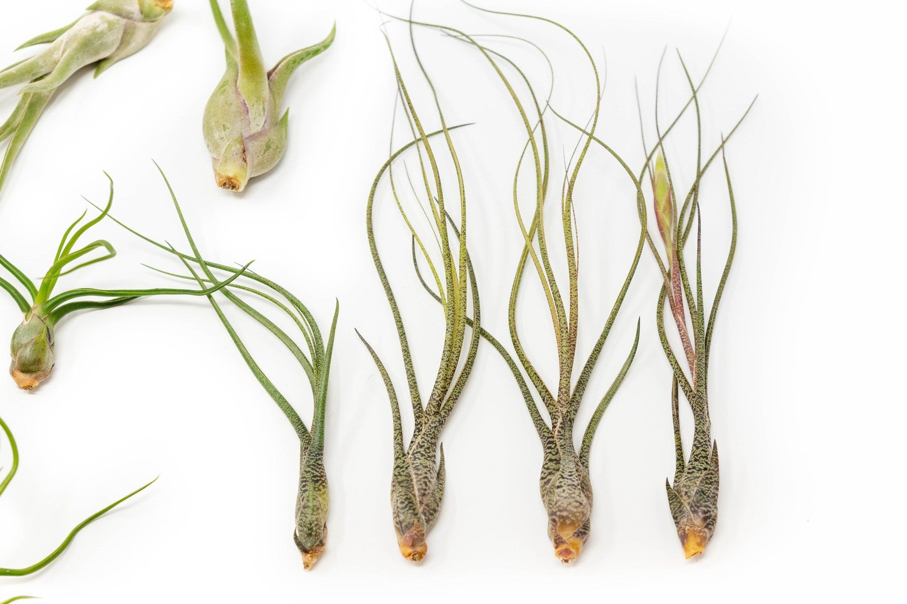 SALE - The Wild Things Collection of Tillandsia Air Plants - Set of 9 or 18 Air - 70% Off-airplant-The Succulent Source