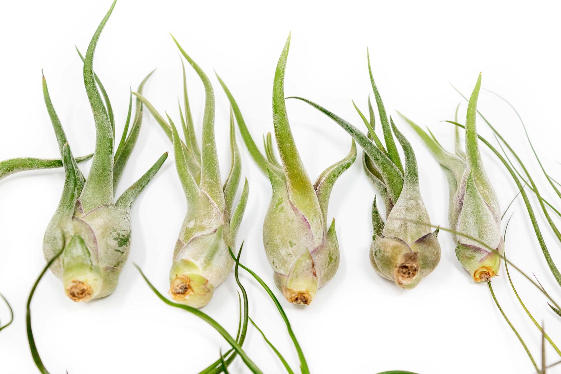 SALE - The Wild Things Collection of Tillandsia Air Plants - Set of 9