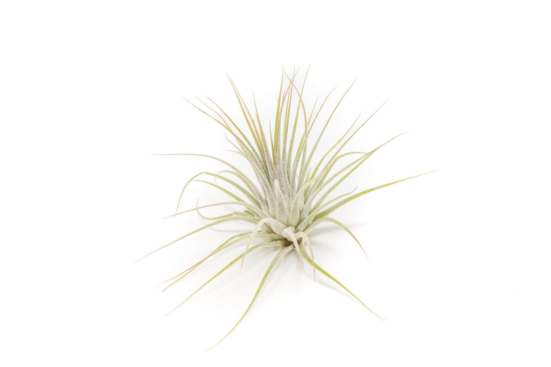 SALE - The Yucatan Collection of Tillandsia Air Plants - Set of 10 or 20 - 50% Off-airplant-The Succulent Source