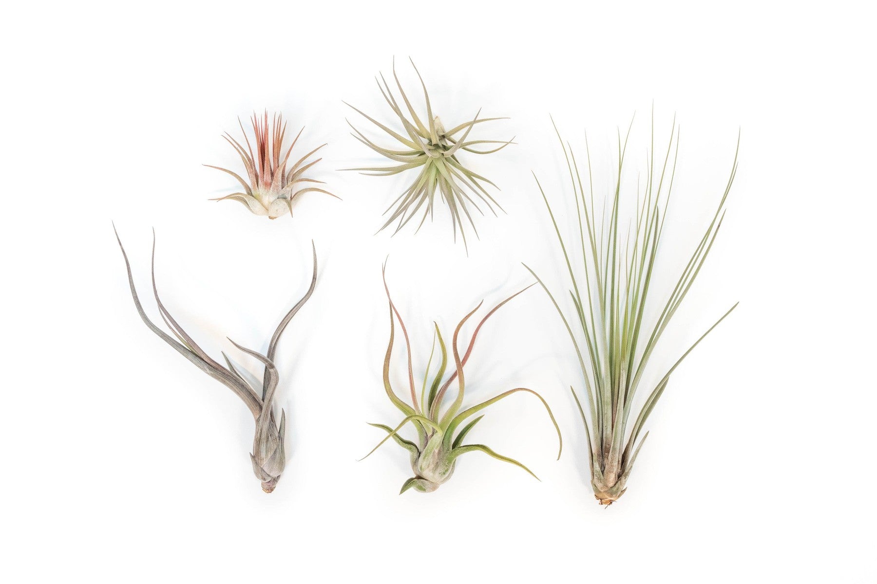 SALE - The Yucatan Collection of Tillandsia Air Plants - Set of 10 or 20 - 50% Off-airplant-The Succulent Source