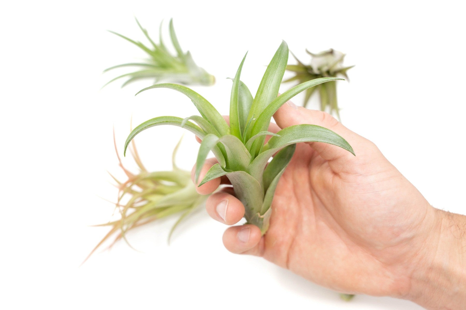 SALE - Tillandsia Abdita Brachycaulos Air Plants - Set of 10, 20 or 30 - 60% Off-airplant-The Succulent Source