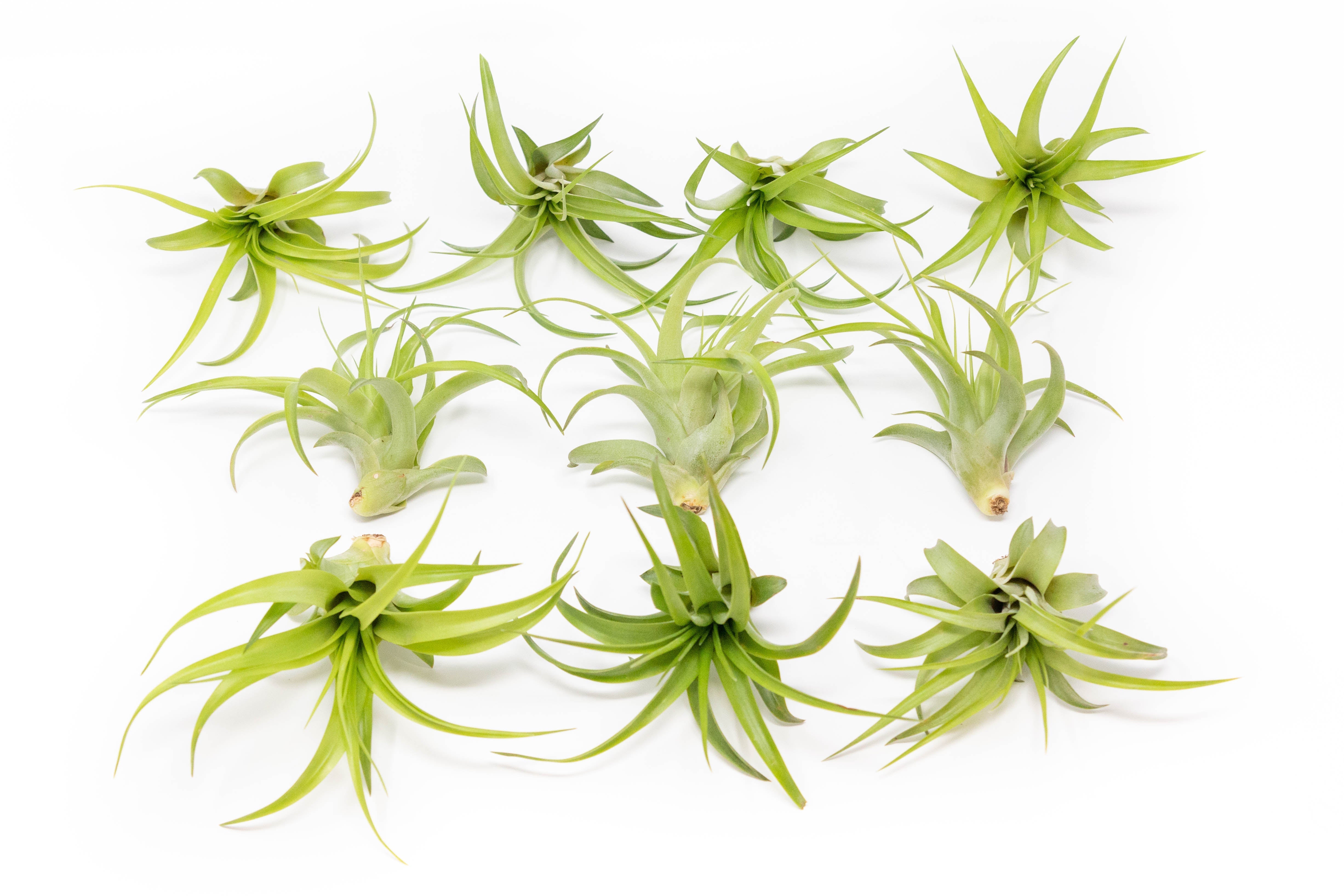 SALE - Tillandsia Abdita Brachycaulos Air Plants - Set of 10, 20 or 30 - 60% Off-airplant-The Succulent Source