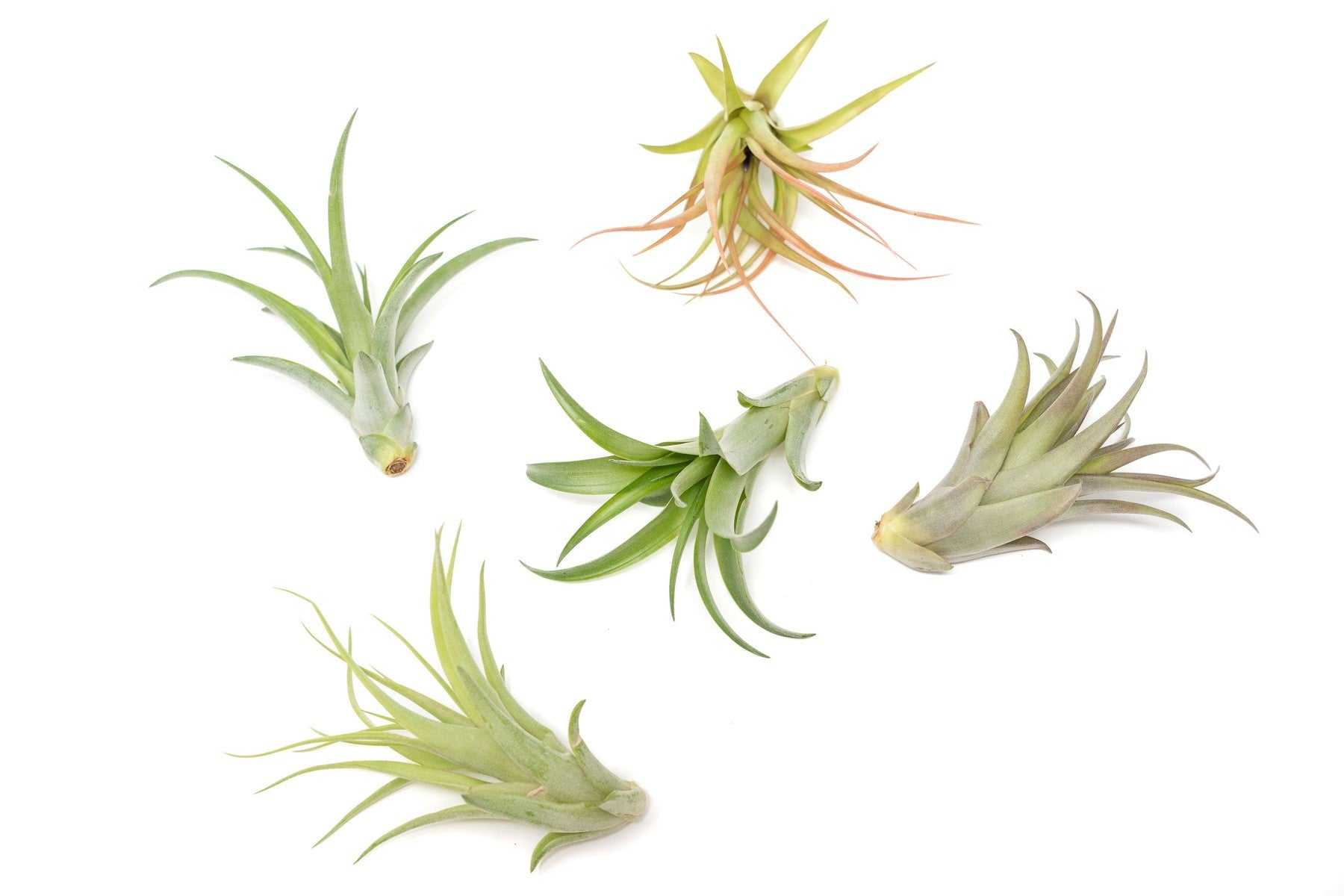 SALE - Tillandsia Abdita Brachycaulos Air Plants - Set of 10, 20 or 30 - 60% Off-airplant-The Succulent Source