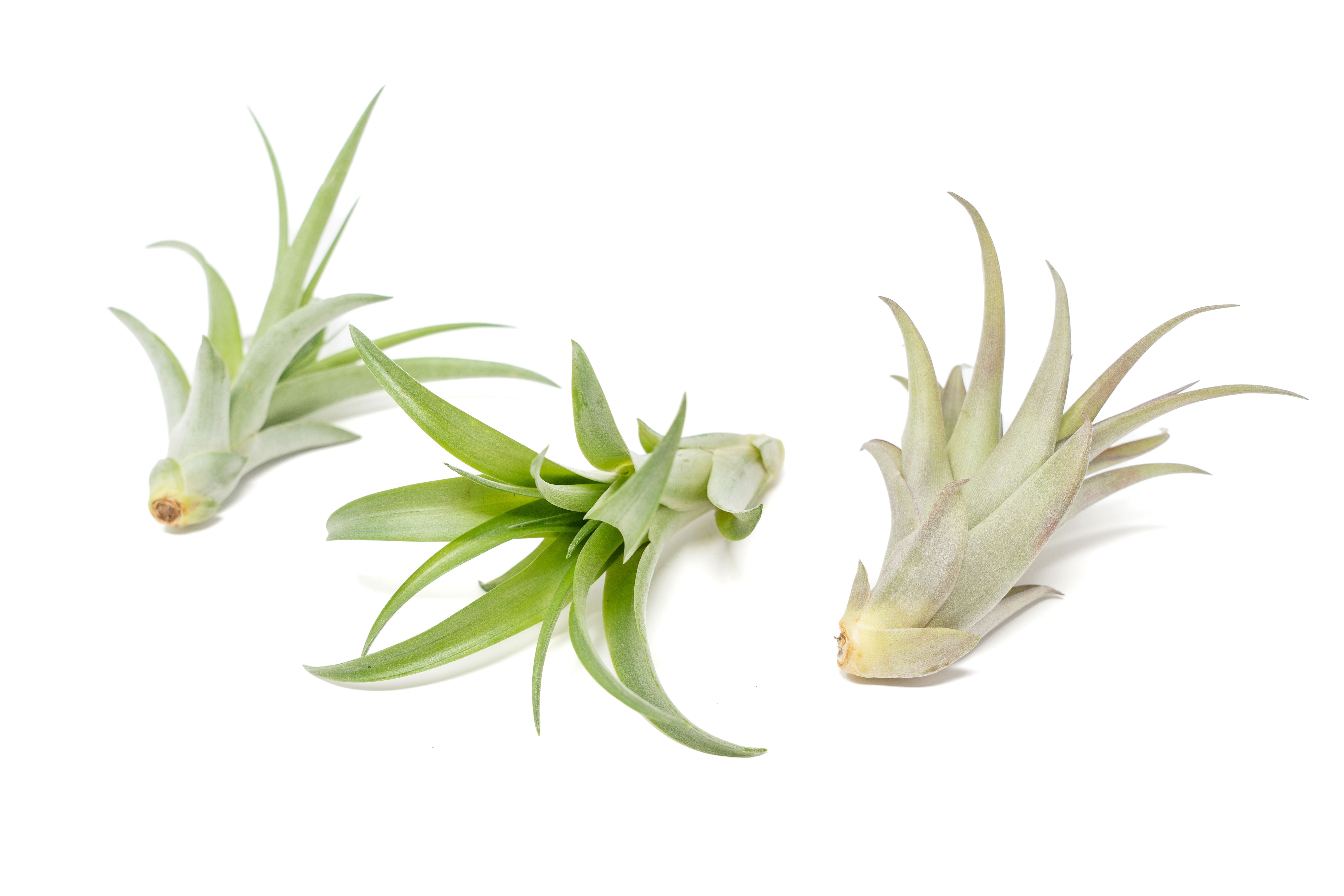 SALE - Tillandsia Abdita Brachycaulos Air Plants - Set of 10, 20 or 30 - 60% Off-airplant-The Succulent Source