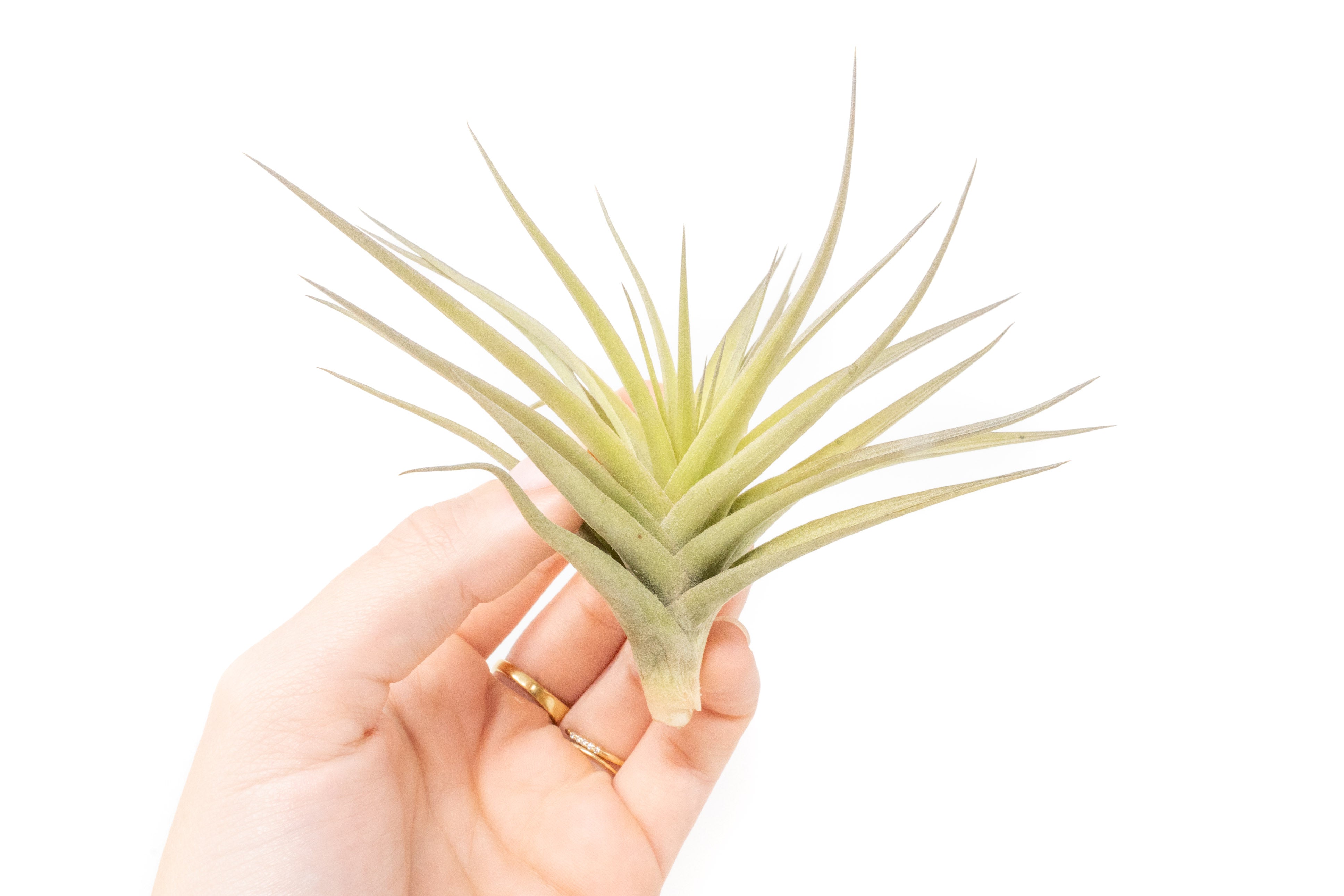 SALE - Tillandsia Aeranthos - Clavel del Aire - "Carnation of the Air" Air Plants-airplant-The Succulent Source