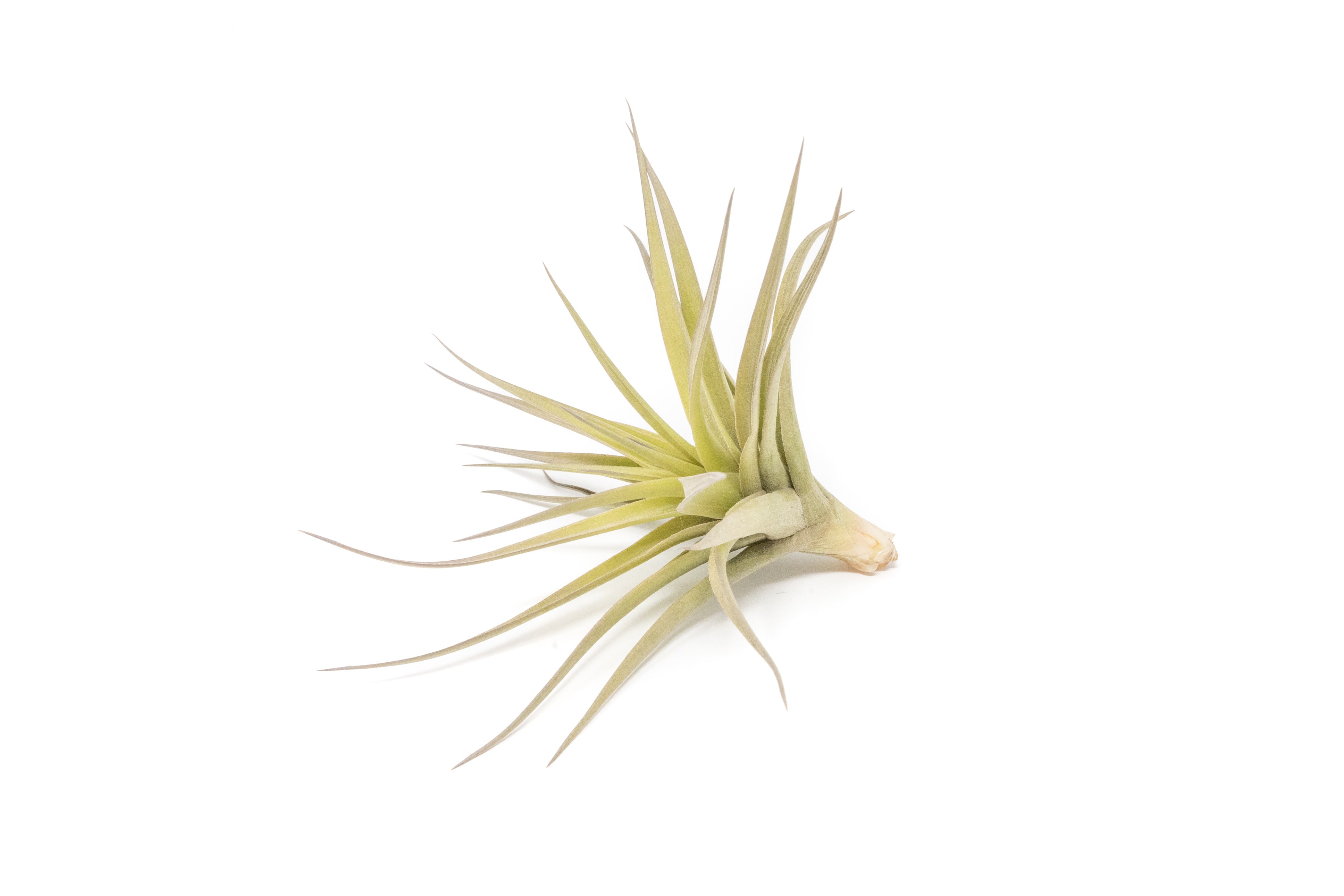 SALE - Tillandsia Aeranthos - Clavel del Aire - "Carnation of the Air" Air Plants-airplant-The Succulent Source