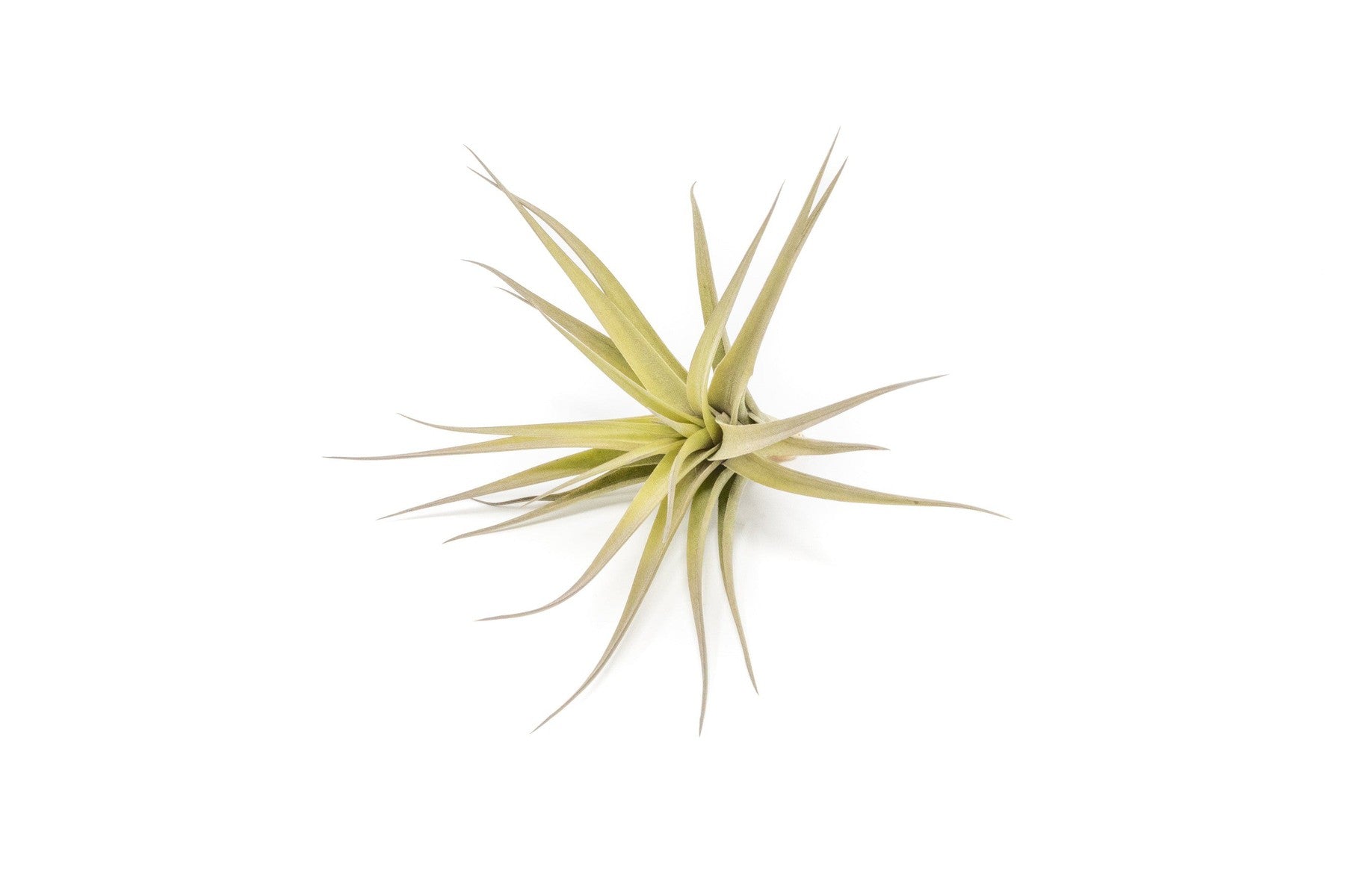 SALE - Tillandsia Aeranthos - Clavel del Aire - "Carnation of the Air" Air Plants-airplant-The Succulent Source