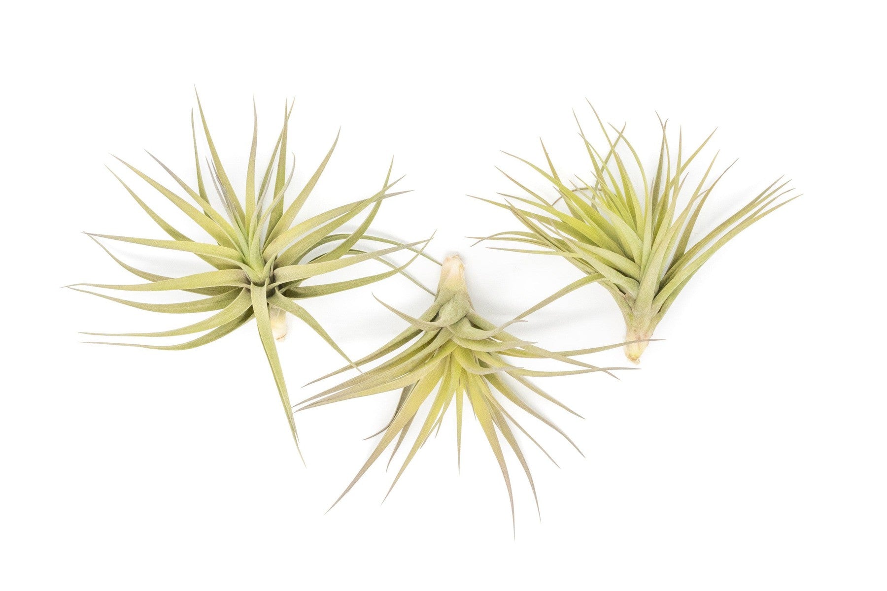 SALE - Tillandsia Aeranthos - Clavel del Aire - "Carnation of the Air" Air Plants-airplant-The Succulent Source