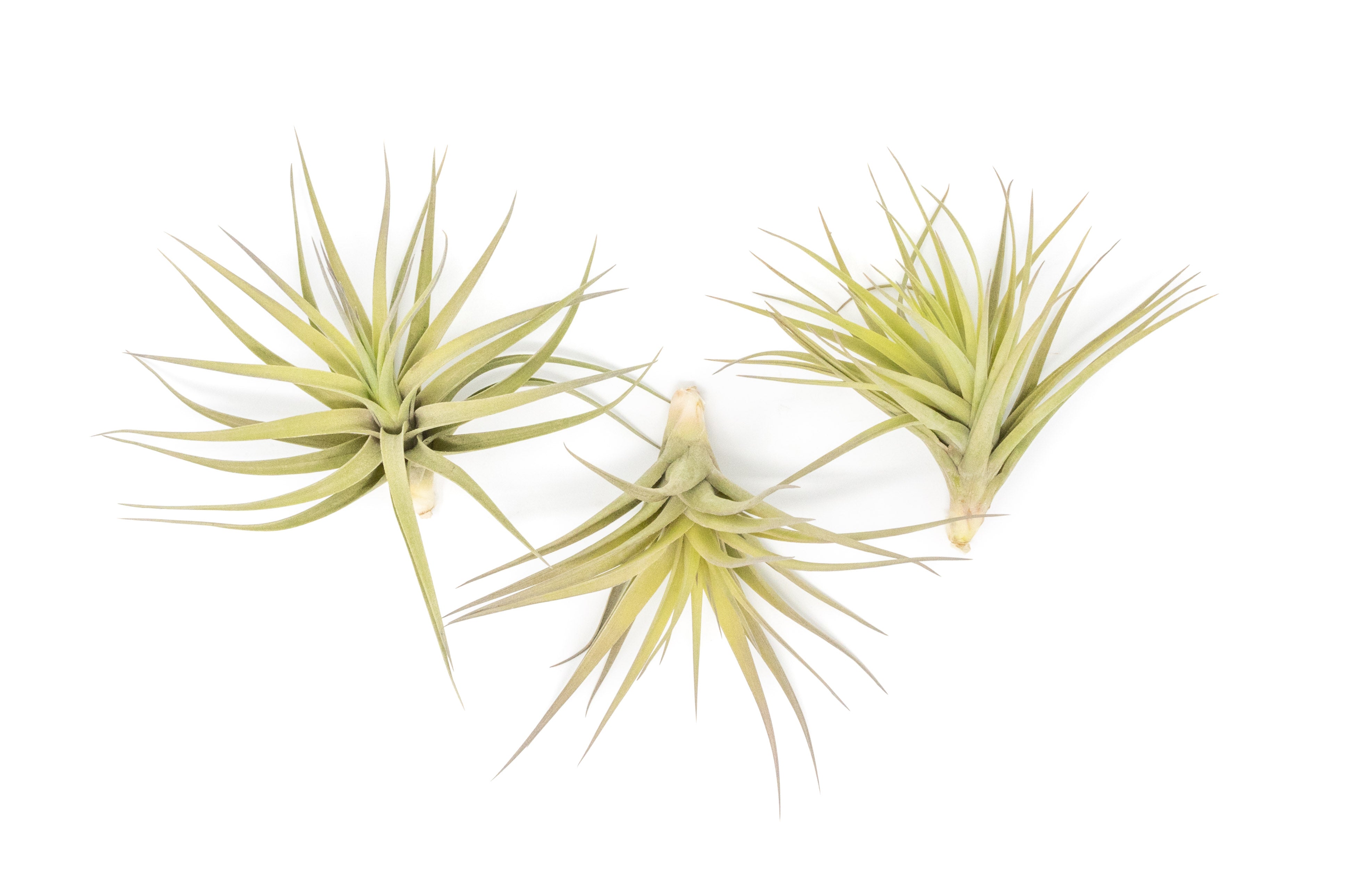 SALE - Tillandsia Aeranthos - Clavel del Aire - "Carnation of the Air" Air Plants-airplant-The Succulent Source