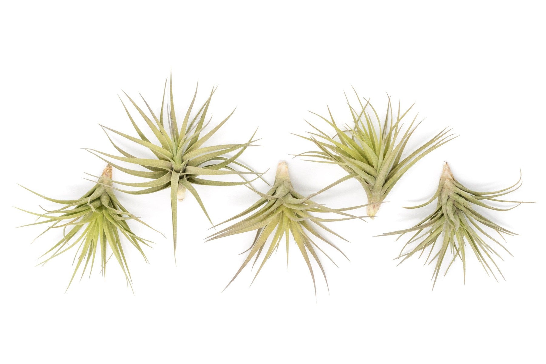 SALE - Tillandsia Aeranthos - Clavel del Aire - "Carnation of the Air" Air Plants-airplant-The Succulent Source