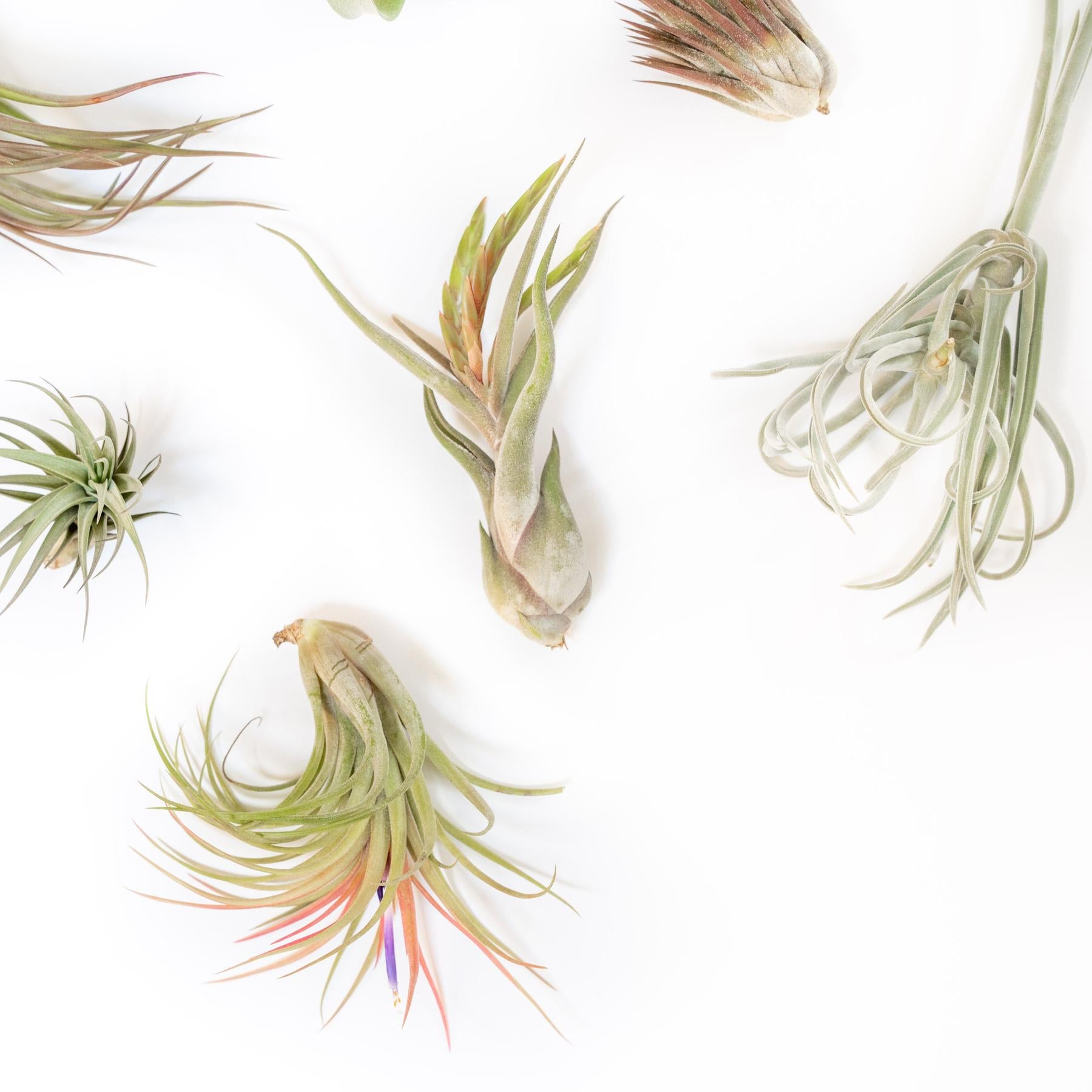 SALE - Tillandsia Air Plant Grab Bag of Premium Medium & Large Plants - Set of 10 - 50% Off-airplant-The Succulent Source