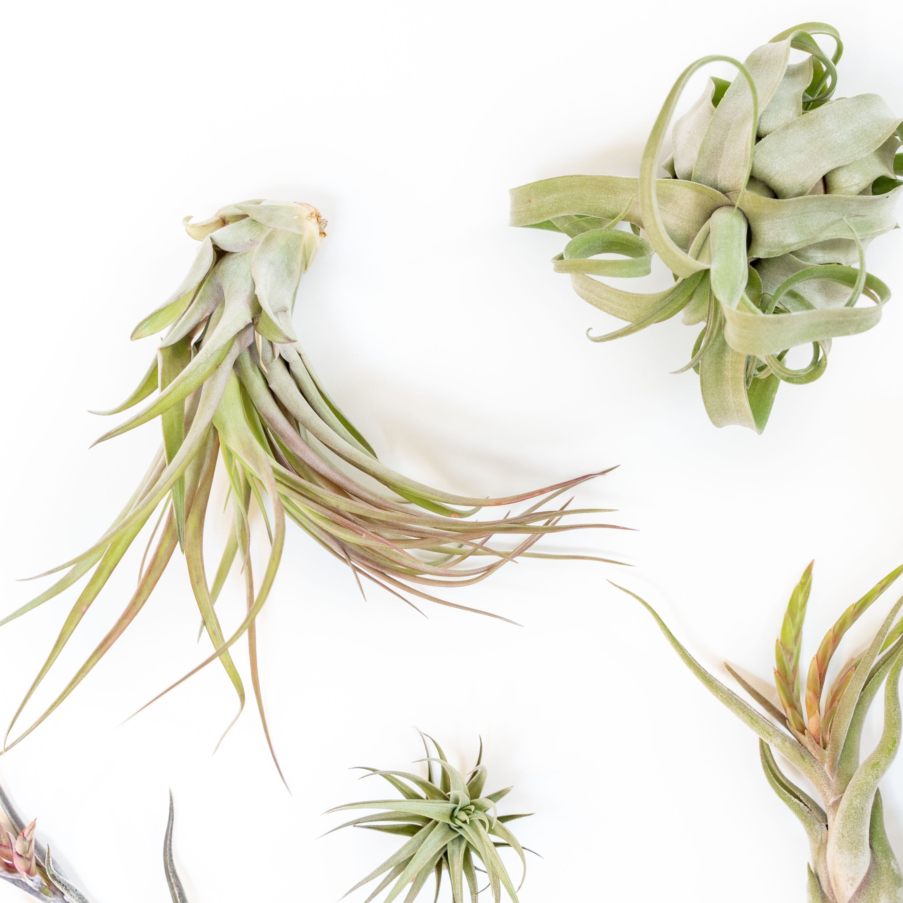 SALE - Tillandsia Air Plant Grab Bag of Premium Medium & Large Plants - Set of 10 - 50% Off-airplant-The Succulent Source