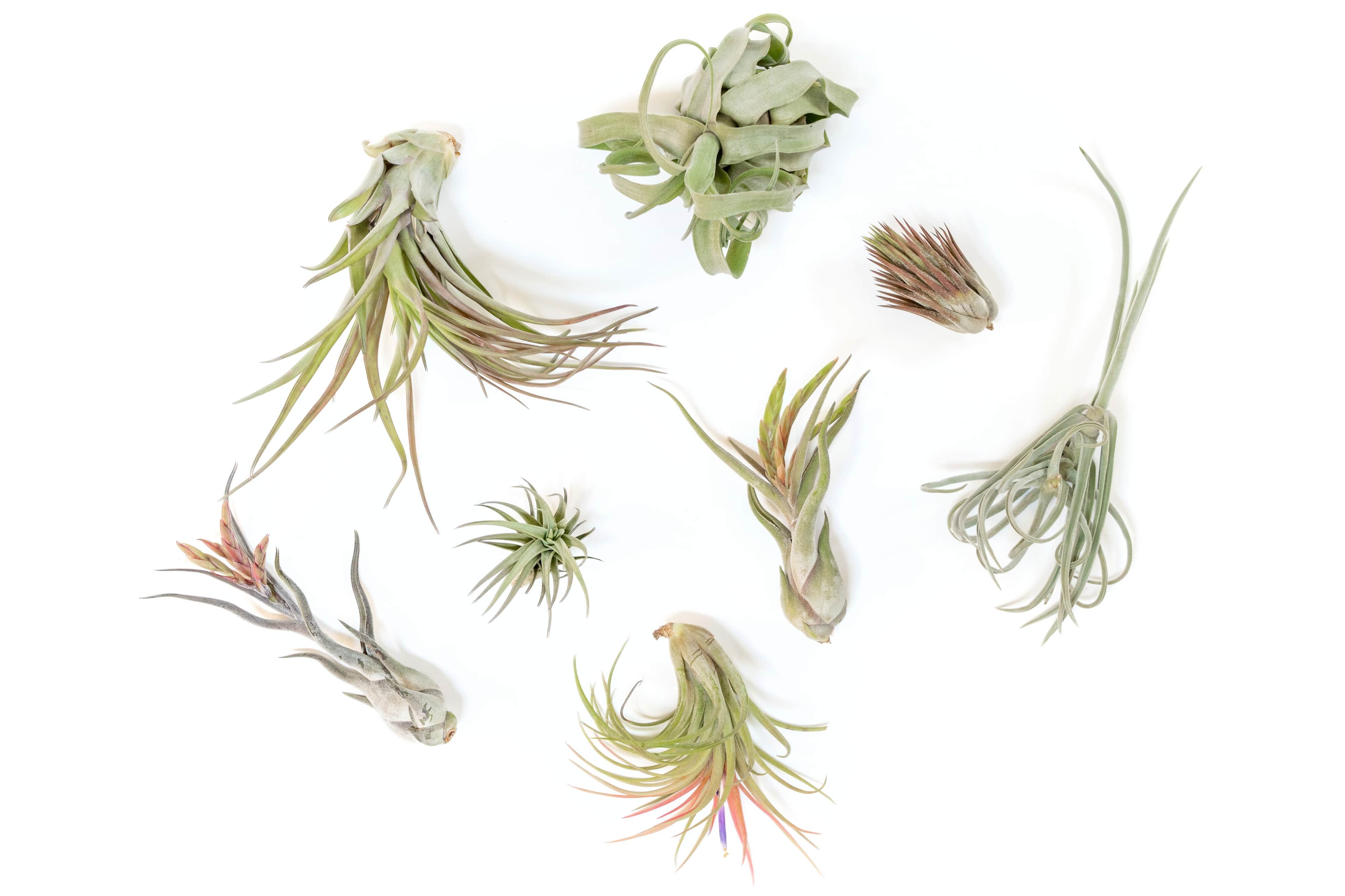 SALE - Tillandsia Air Plant Grab Bag of Premium Medium & Large Plants - Set of 10 - 50% Off-airplant-The Succulent Source