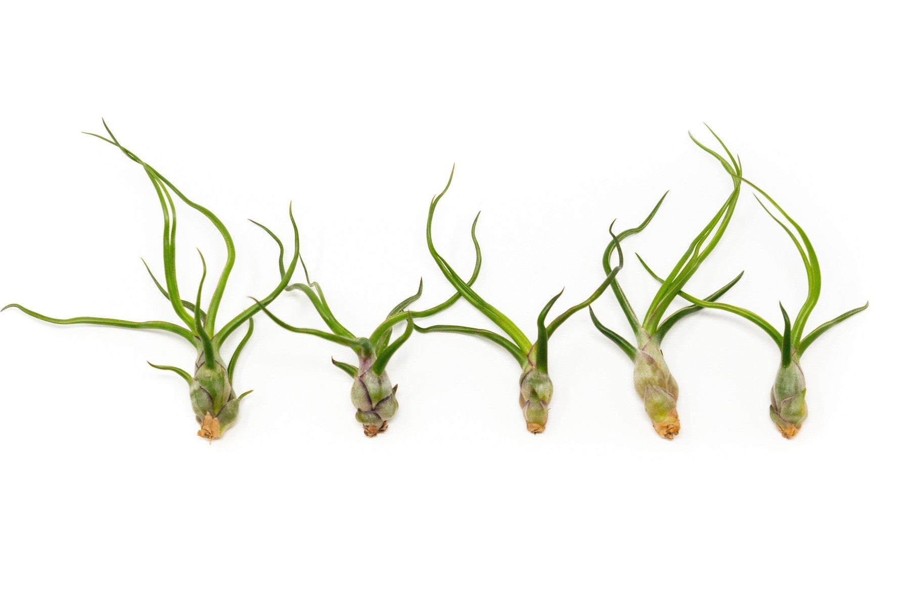 SALE - Tillandsia Bulbosa Guatemala Air Plants - Set of 10, 20, or 30 - 40% Off-airplant-The Succulent Source