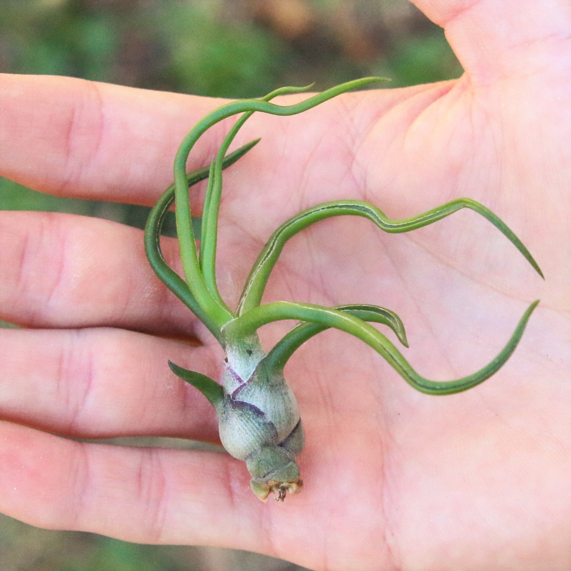 SALE - Tillandsia Bulbosa Guatemala Air Plants - Set of 10, 20, or 30 - 40% Off-airplant-The Succulent Source