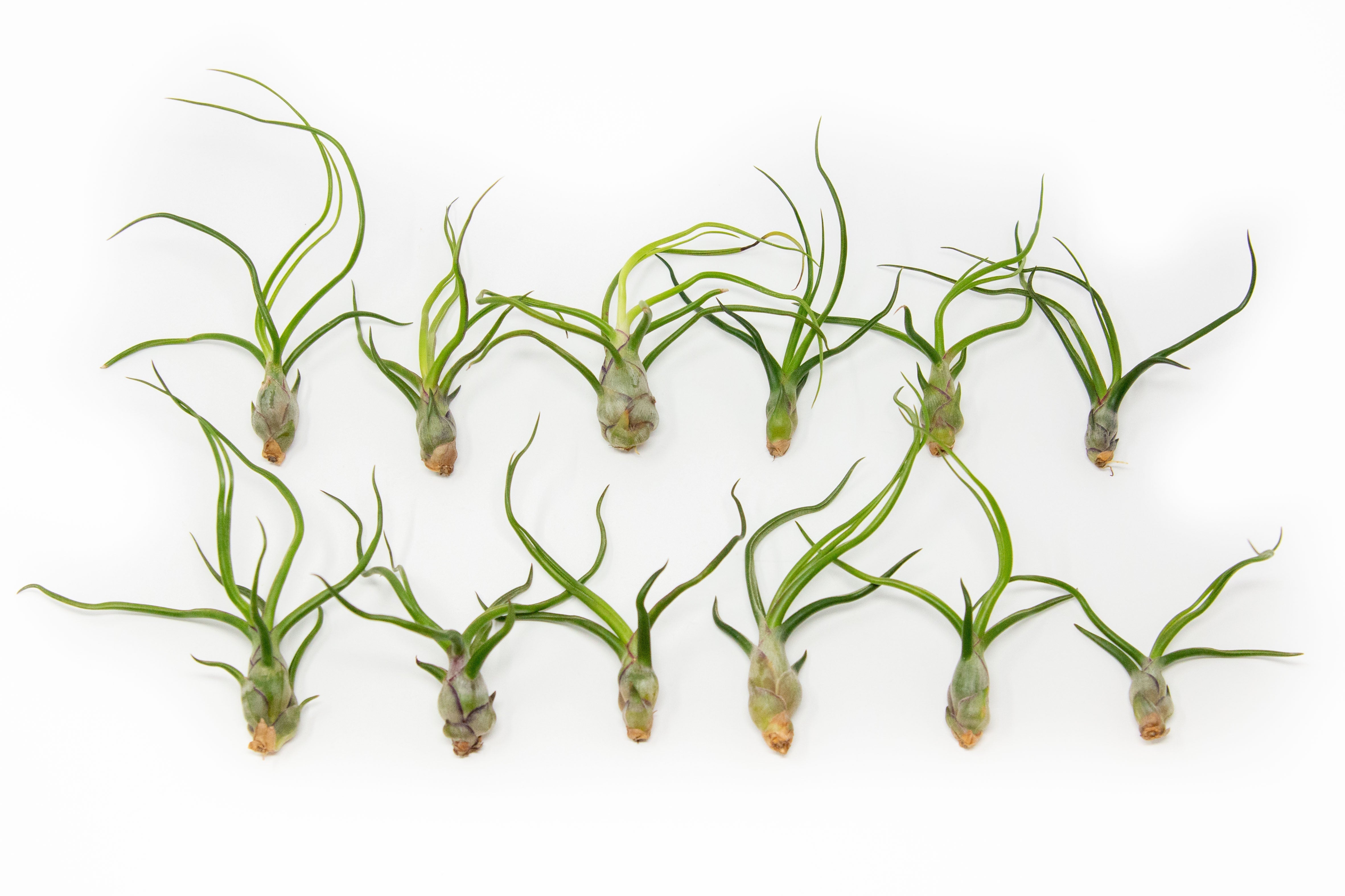 SALE - Tillandsia Bulbosa Guatemala Air Plants - Set of 10, 20, or 30 - 40% Off-airplant-The Succulent Source