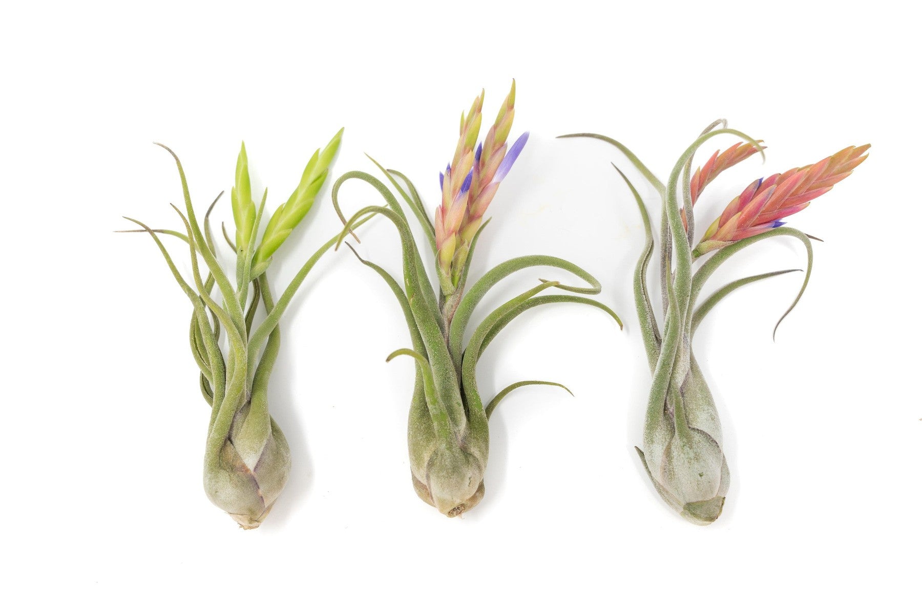 SALE - Tillandsia Caput Medusae Air Plants - Set of 10 or 20 - 70% Off-airplant-The Succulent Source