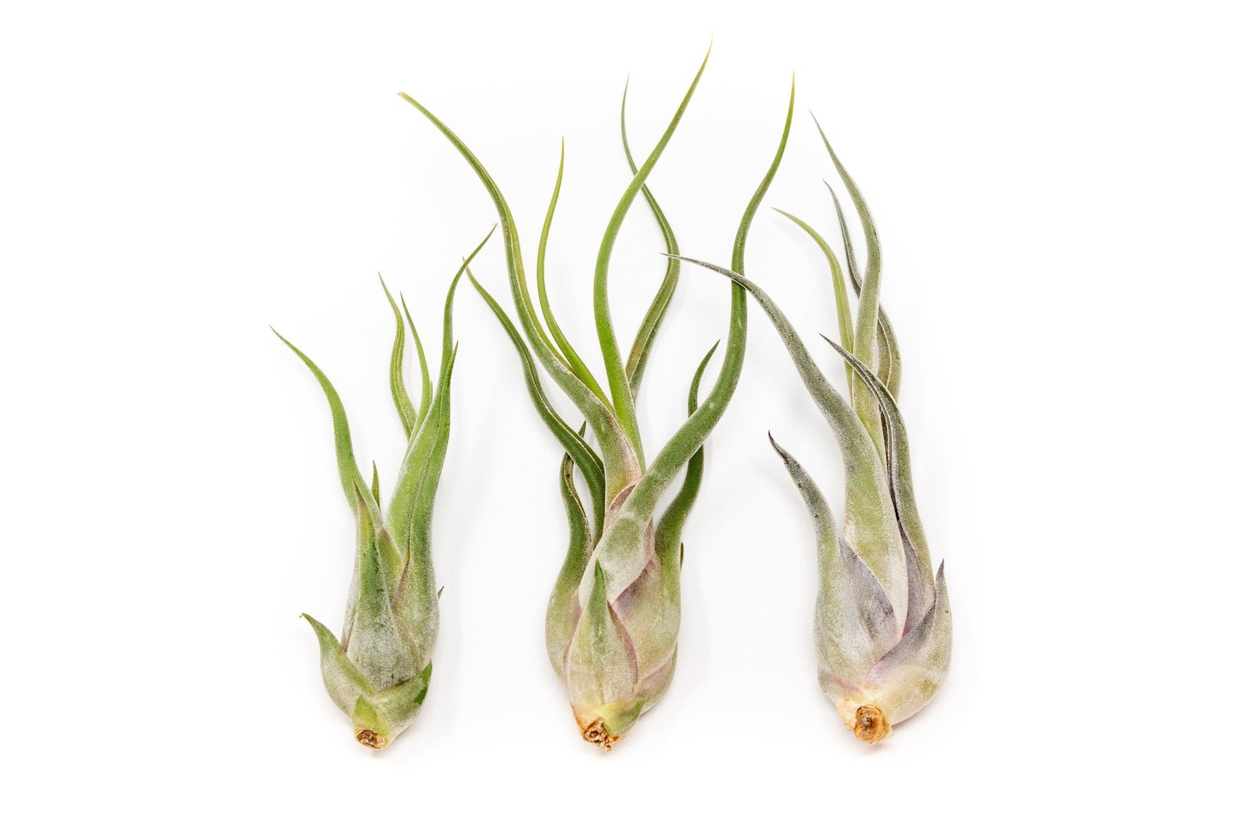 SALE - Tillandsia Caput Medusae Air Plants - Set of 10 or 20 - 70% Off-airplant-The Succulent Source