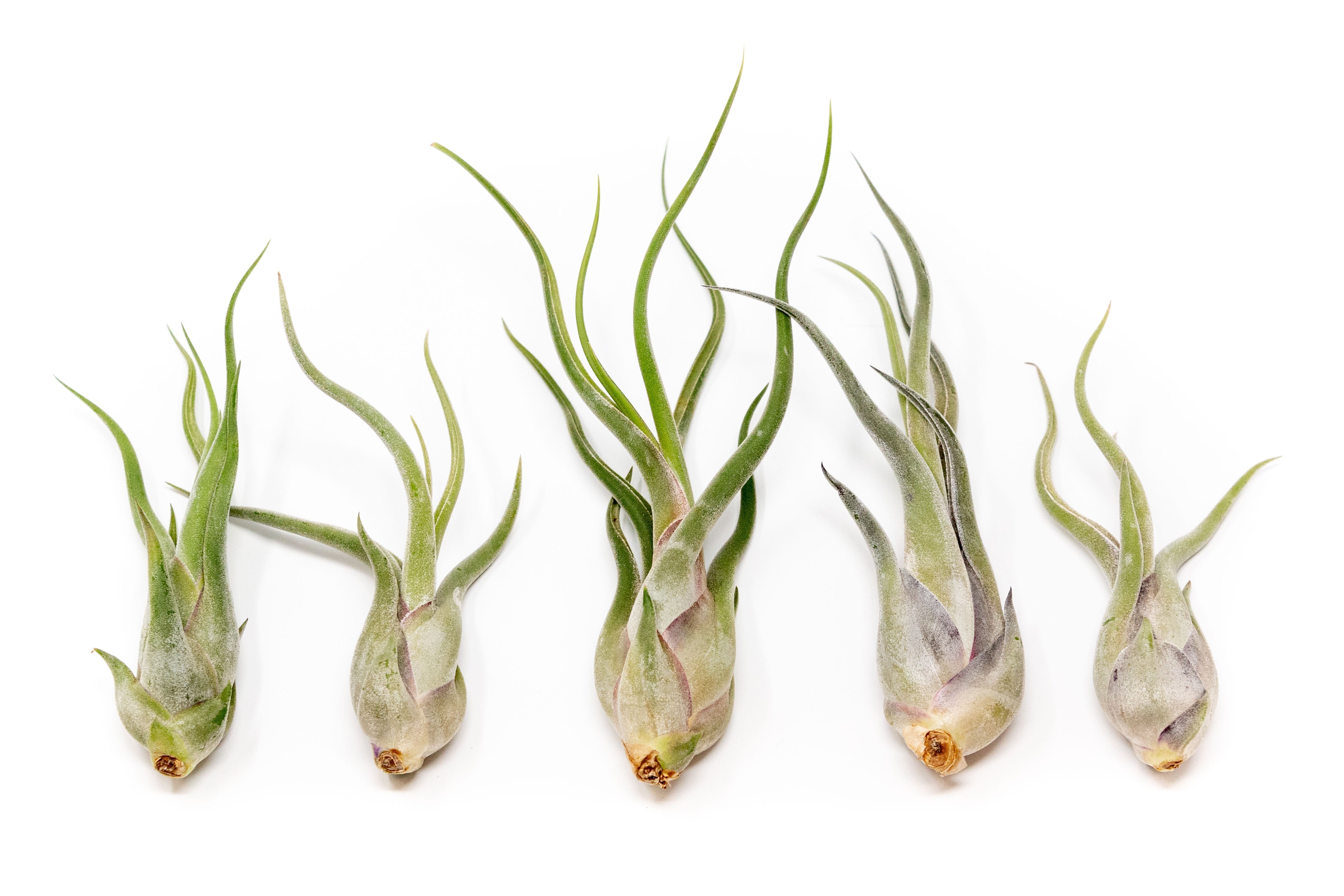 SALE - Tillandsia Caput Medusae Air Plants - Set of 10 or 20 - 70% Off-airplant-The Succulent Source