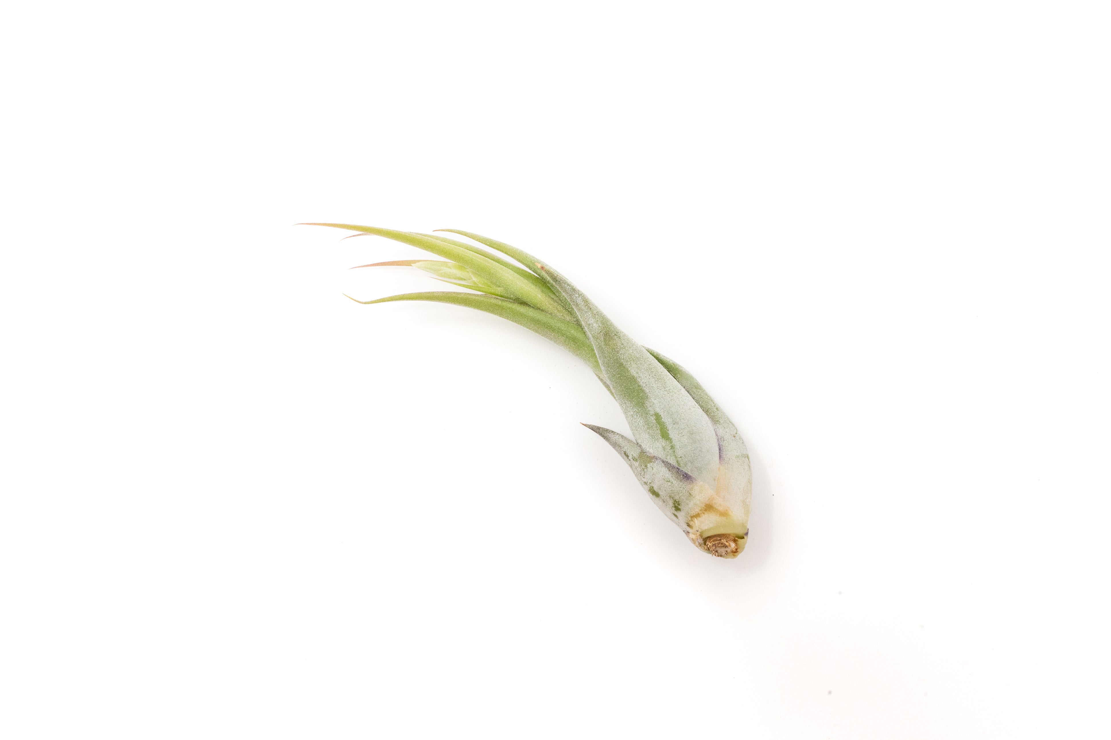 SALE - Tillandsia Circinata 'Paucifolia' Air Plants - Set of 10 or 20 - 60% Off-airplant-The Succulent Source