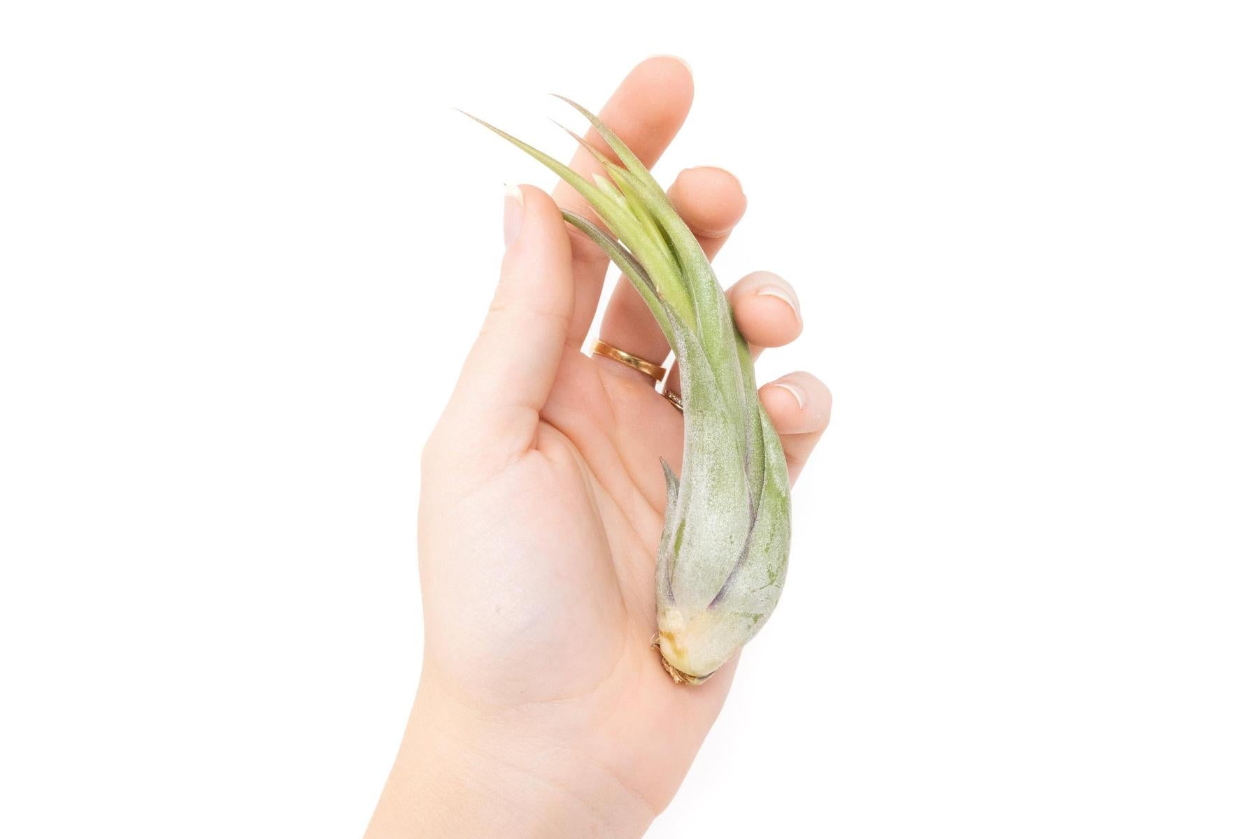 SALE - Tillandsia Circinata 'Paucifolia' Air Plants - Set of 10 or 20 - 60% Off-airplant-The Succulent Source