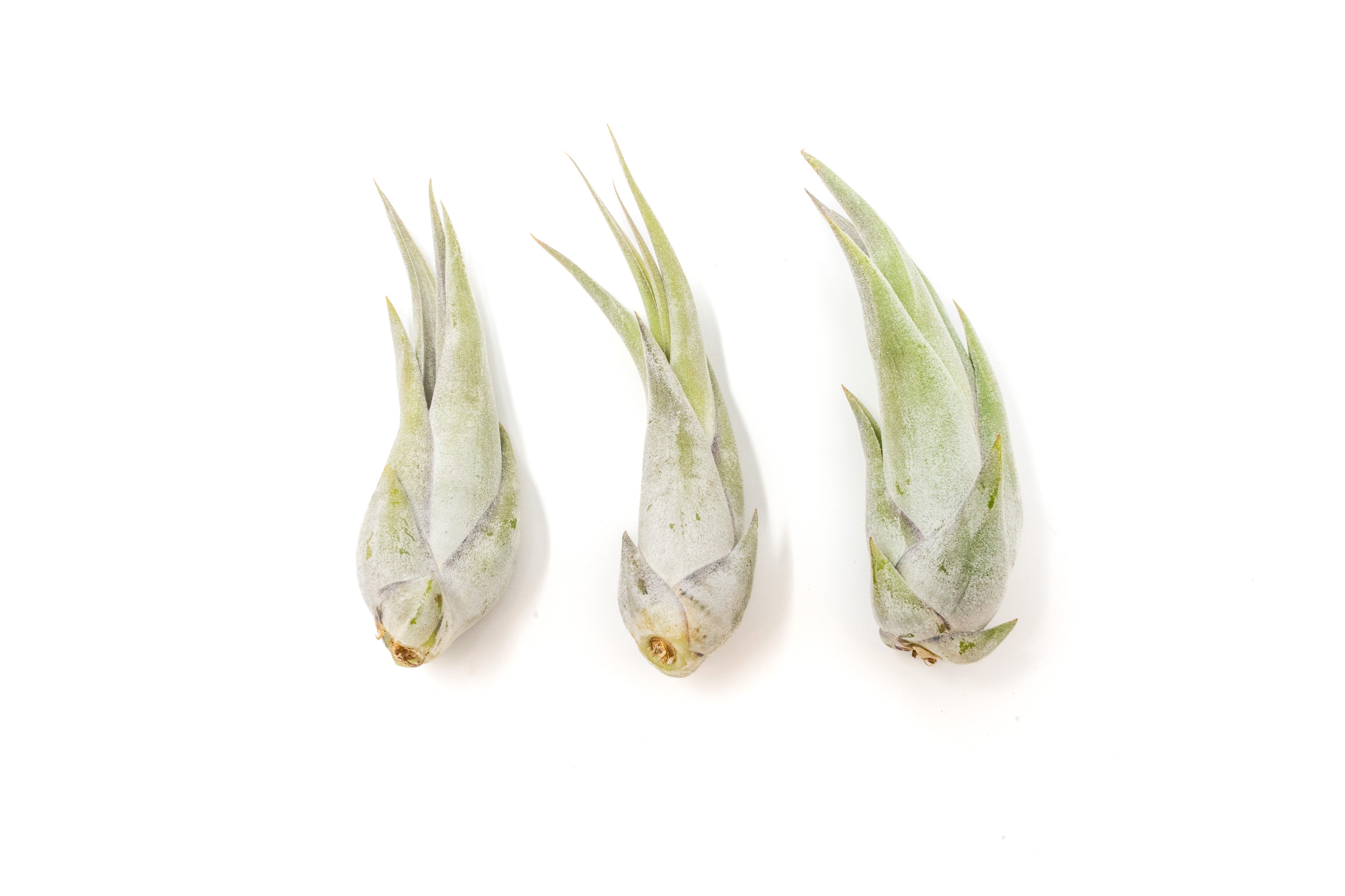 SALE - Tillandsia Circinata 'Paucifolia' Air Plants - Set of 10 or 20 - 60% Off-airplant-The Succulent Source