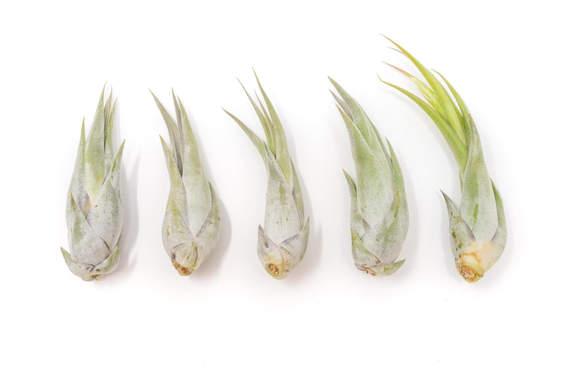 SALE - Tillandsia Circinata 'Paucifolia' Air Plants - Set of 10 or 20 - 60% Off-airplant-The Succulent Source