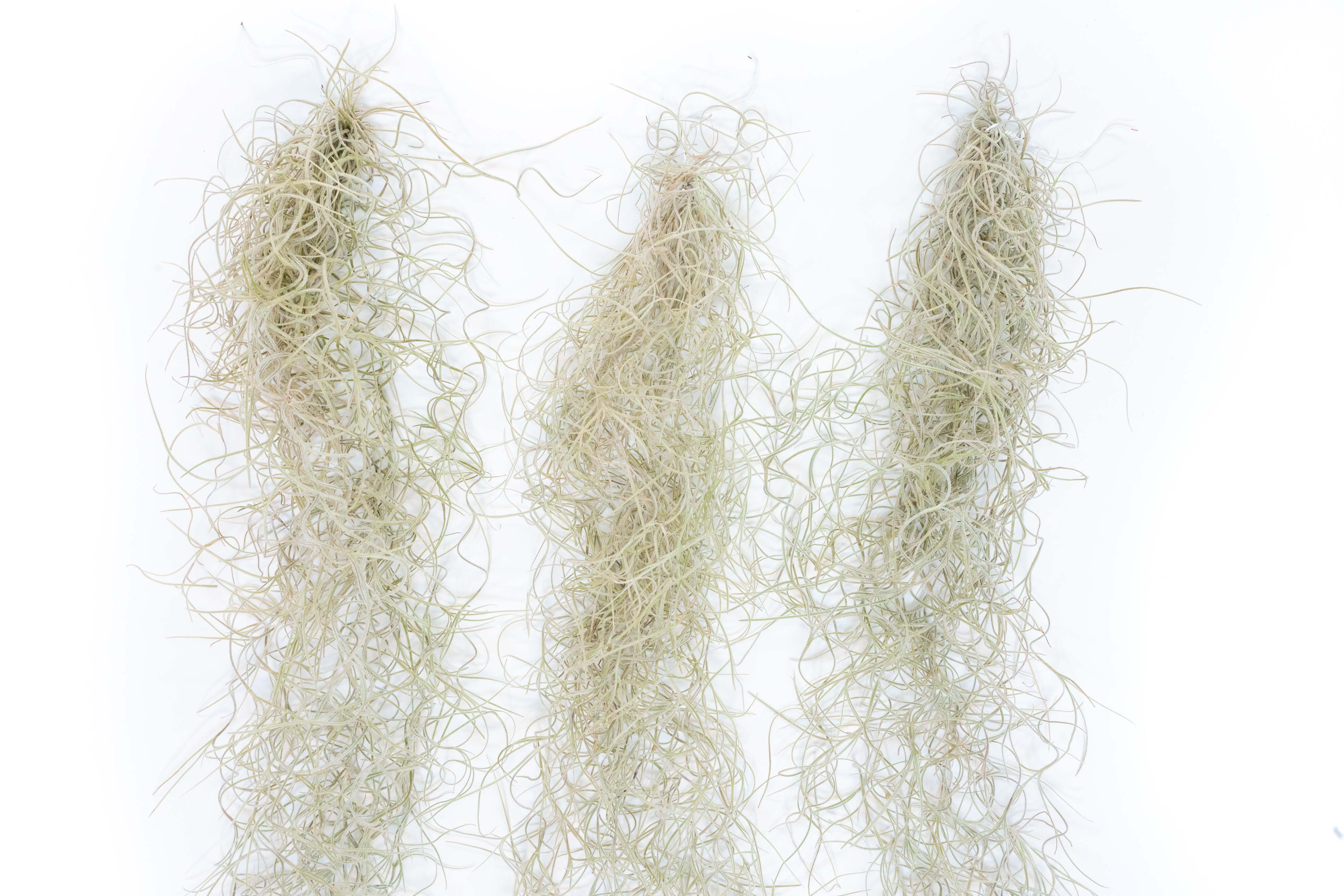 SALE - Tillandsia Guatemala Gray Spanish Moss - 1 Foot Clumps - Set of 3 or 6 Strands - 40% Off-airplant-The Succulent Source