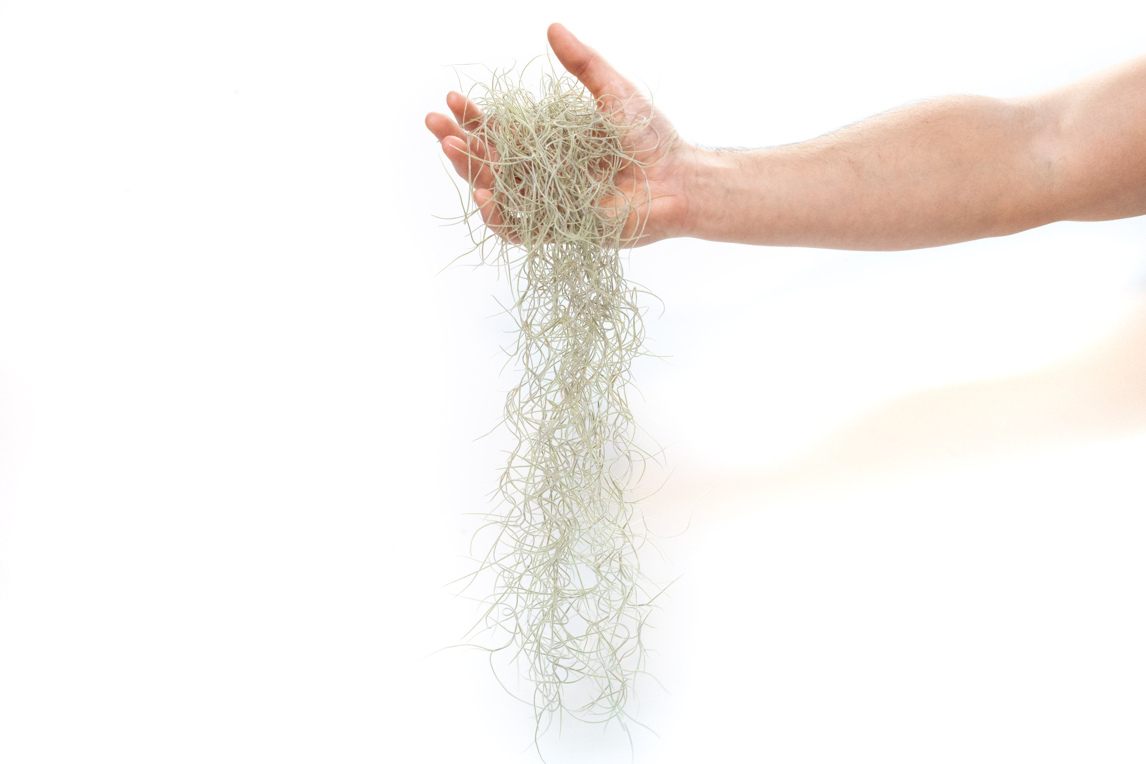 SALE - Tillandsia Guatemala Gray Spanish Moss - 1 Foot Clumps - Set of 3 or 6 Strands - 40% Off-airplant-The Succulent Source