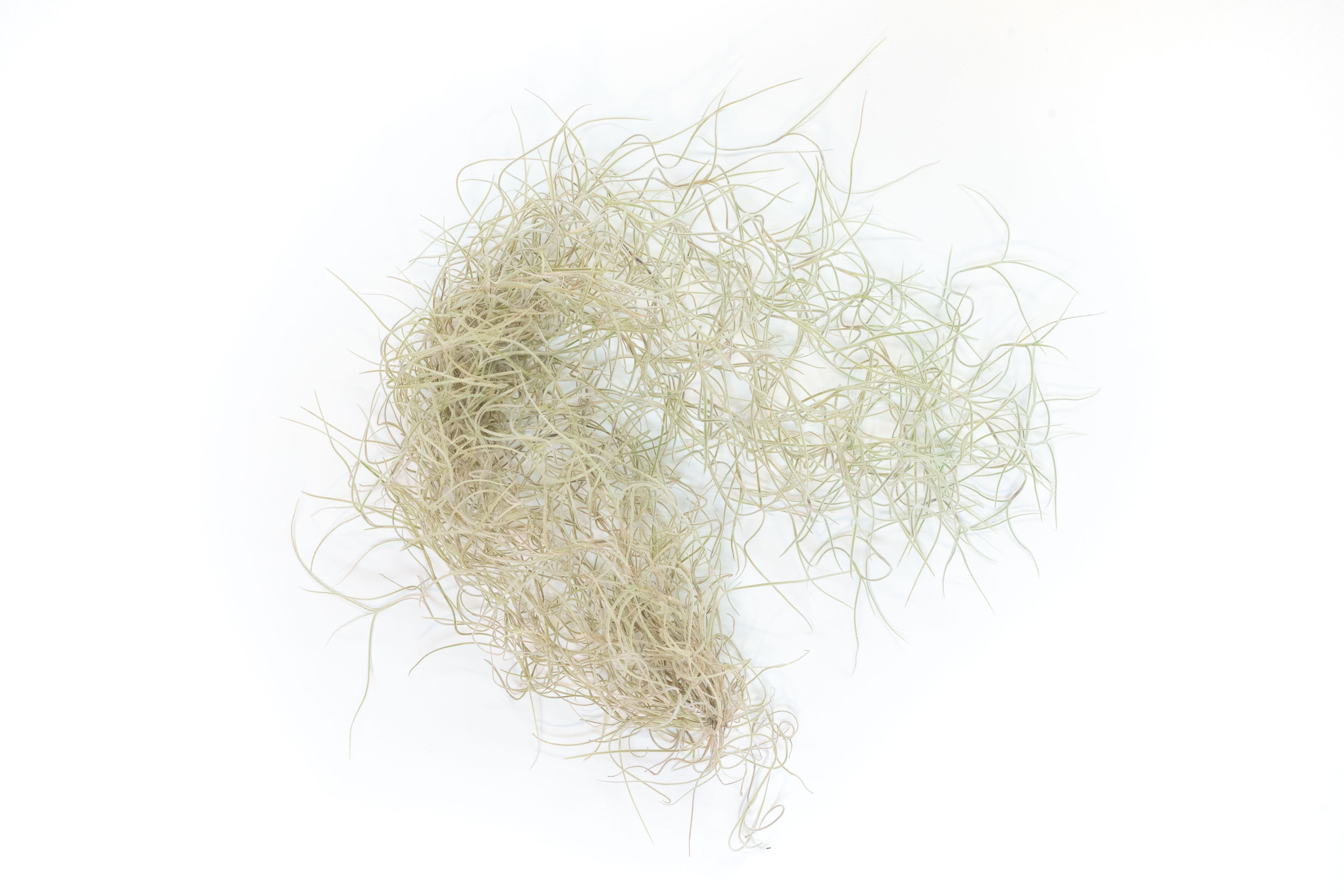 SALE - Tillandsia Guatemala Gray Spanish Moss - 1 Foot Clumps - Set of 3 or 6 Strands - 40% Off-airplant-The Succulent Source