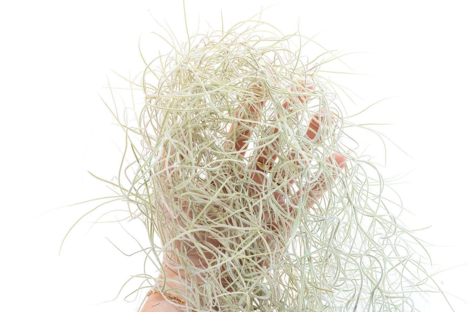 SALE - Tillandsia Guatemala Gray Spanish Moss - 1 Foot Clumps - Set of 3 or 6 Strands - 40% Off-airplant-The Succulent Source