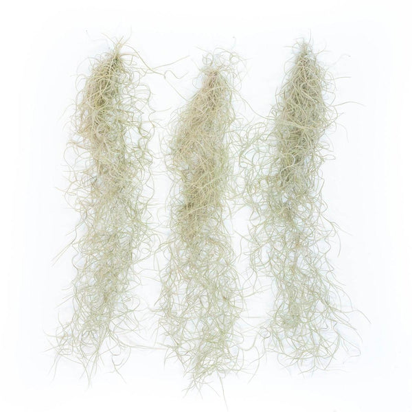 spanish moss air plant for sale SALE - Tillandsia Guatemala Gray Spanish Moss - 1 Foot Clumps
