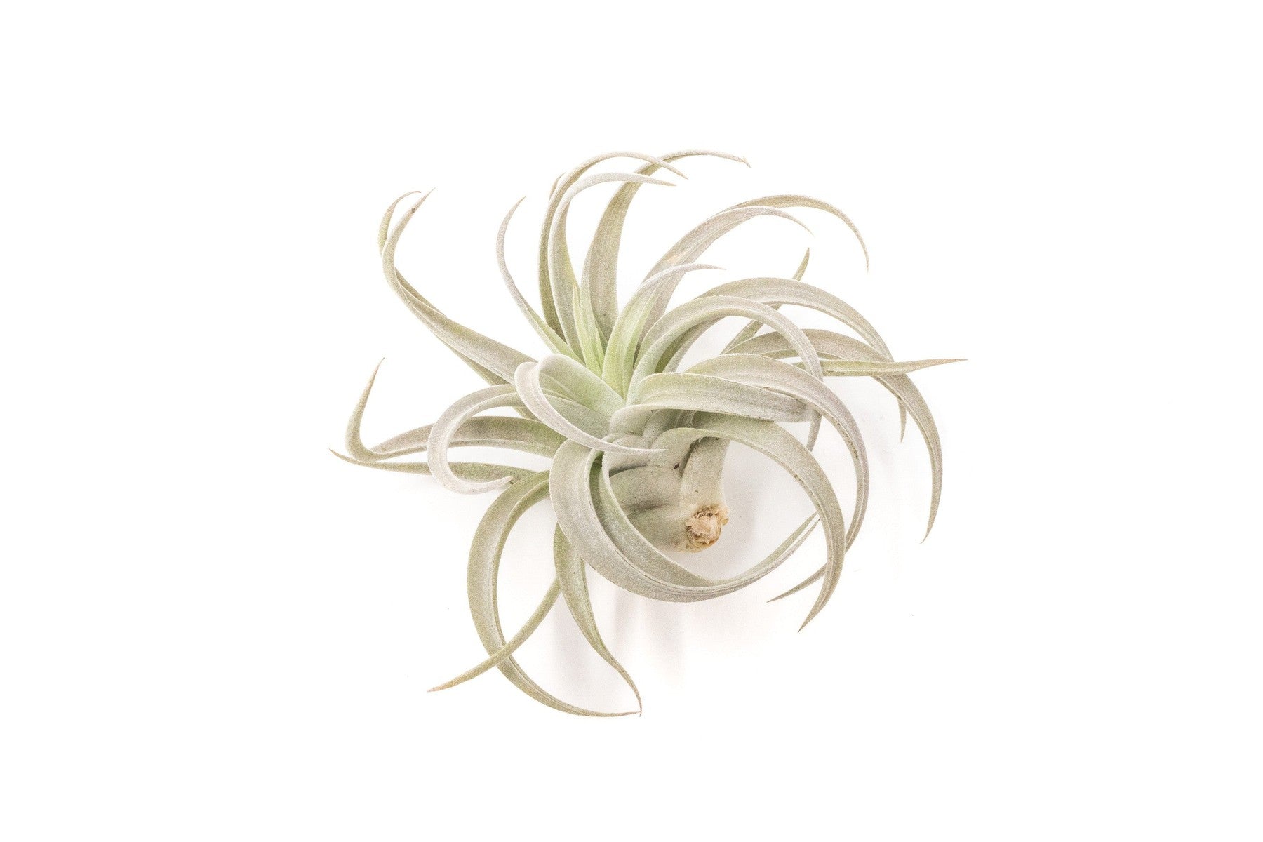 SALE - Tillandsia Harrisii Air Plants - Set of 10, 15, or 20 - 60% Off-airplant-The Succulent Source
