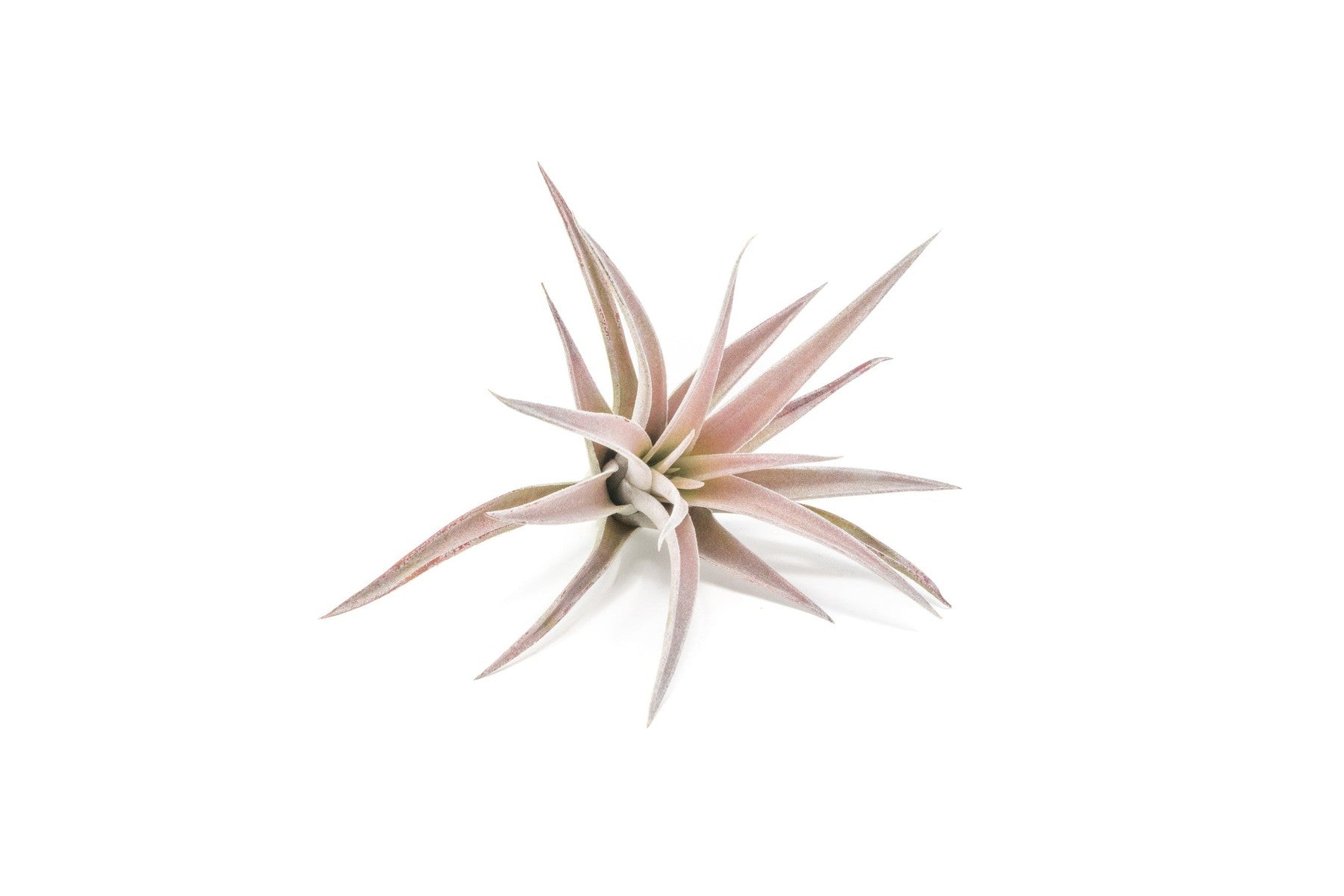 SALE - Tillandsia Harrisii Air Plants - Set of 10, 15, or 20 - 60% Off-airplant-The Succulent Source