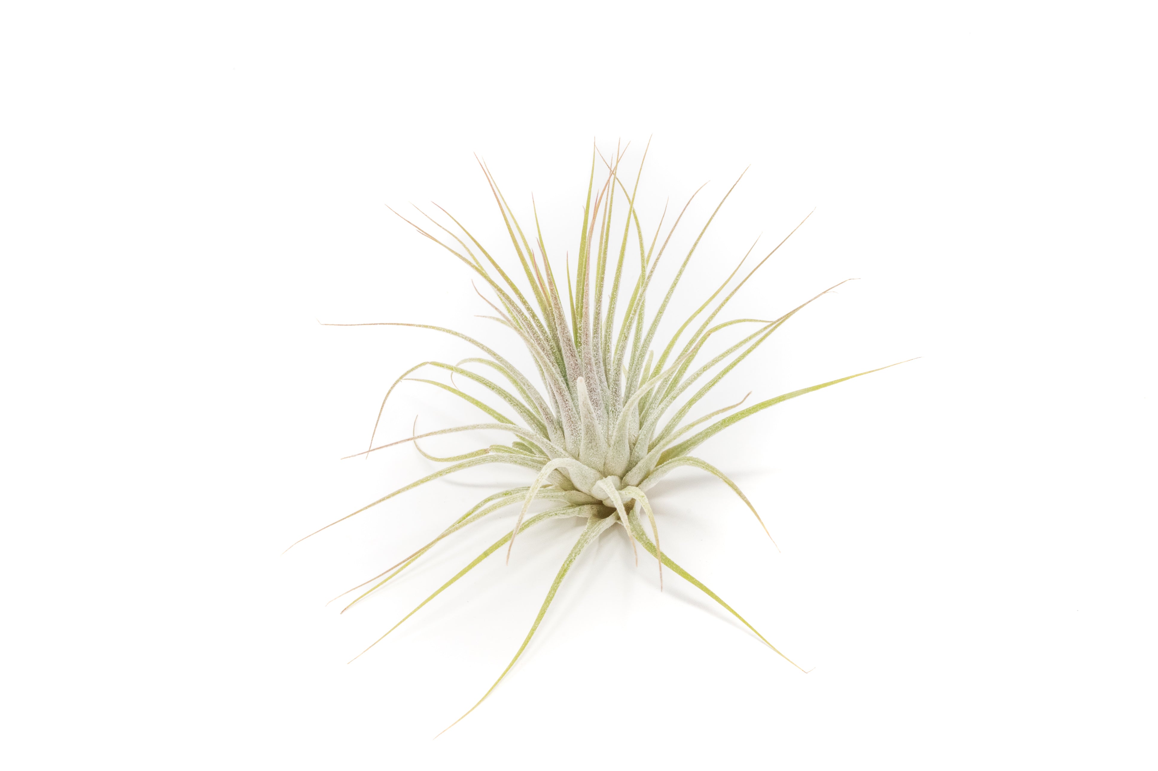 SALE - Tillandsia Ionantha Guatemala Air Plants - Set of 10, 20 or 50 Air Plants - 70% Off-airplant-The Succulent Source