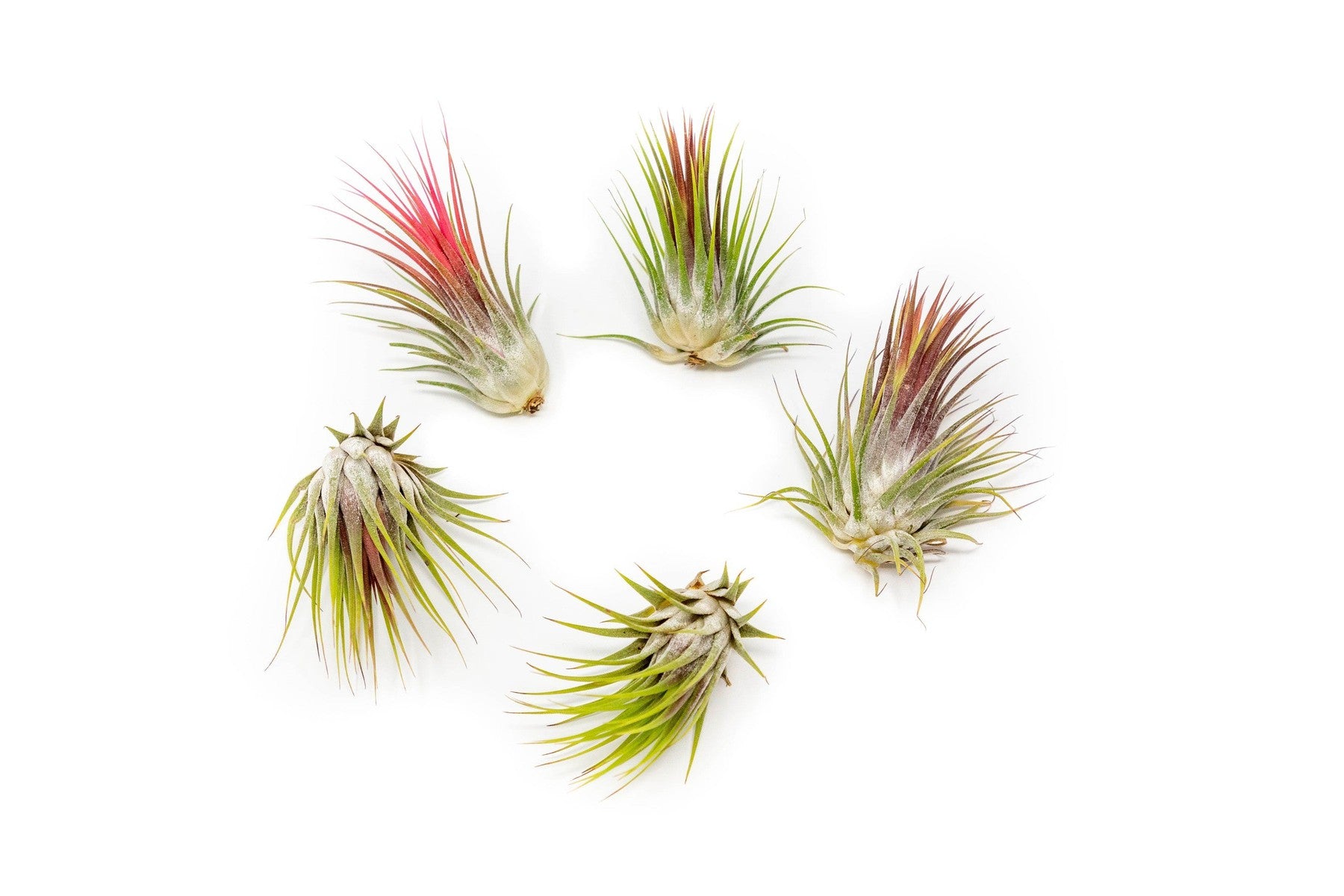 SALE - Tillandsia Ionantha Guatemala Air Plants - Set of 10, 20 or 50 Air Plants - 70% Off-airplant-The Succulent Source