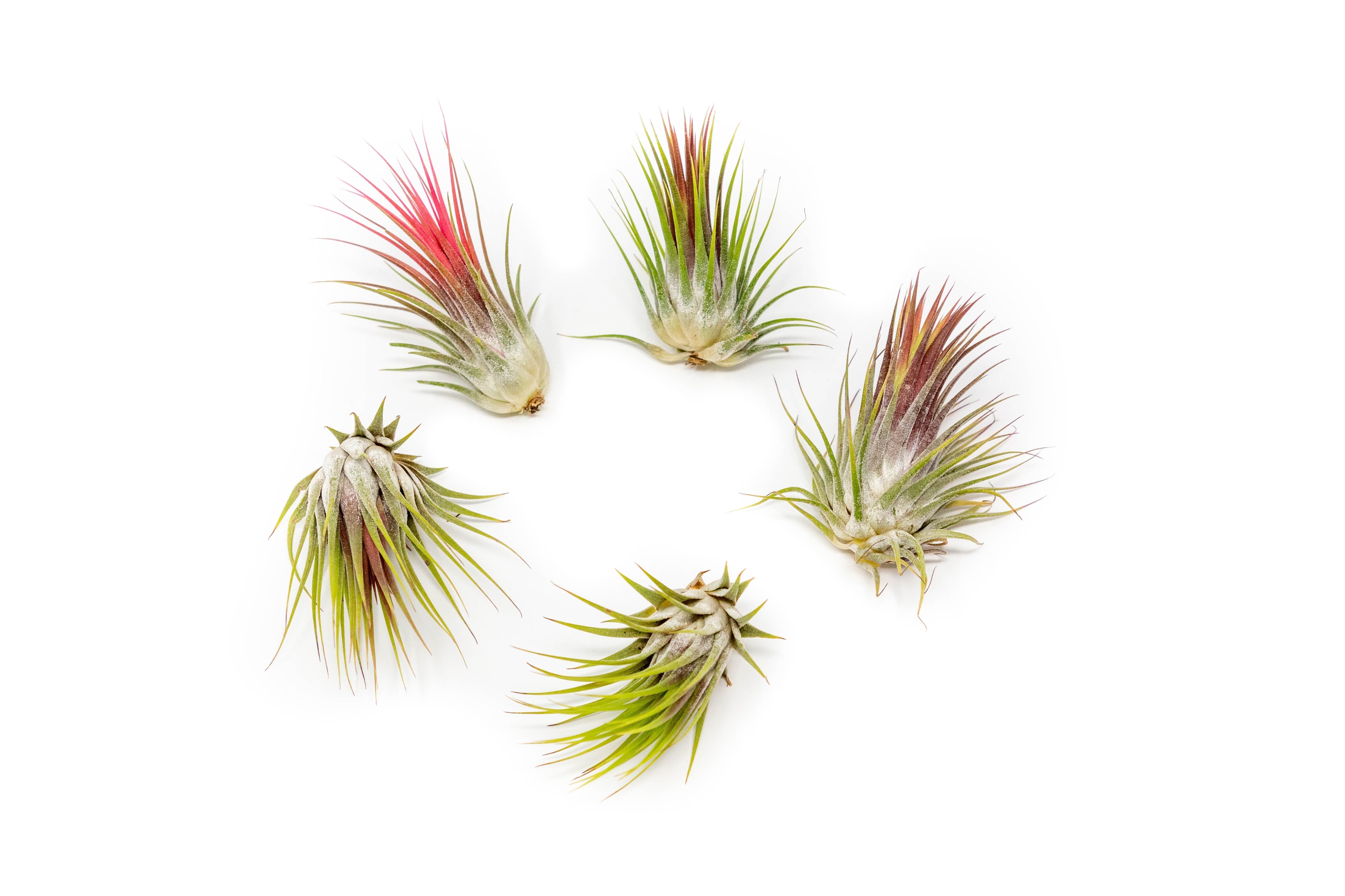 SALE - Tillandsia Ionantha Guatemala Air Plants - Set of 10, 20 or 50 Air Plants - 70% Off-airplant-The Succulent Source