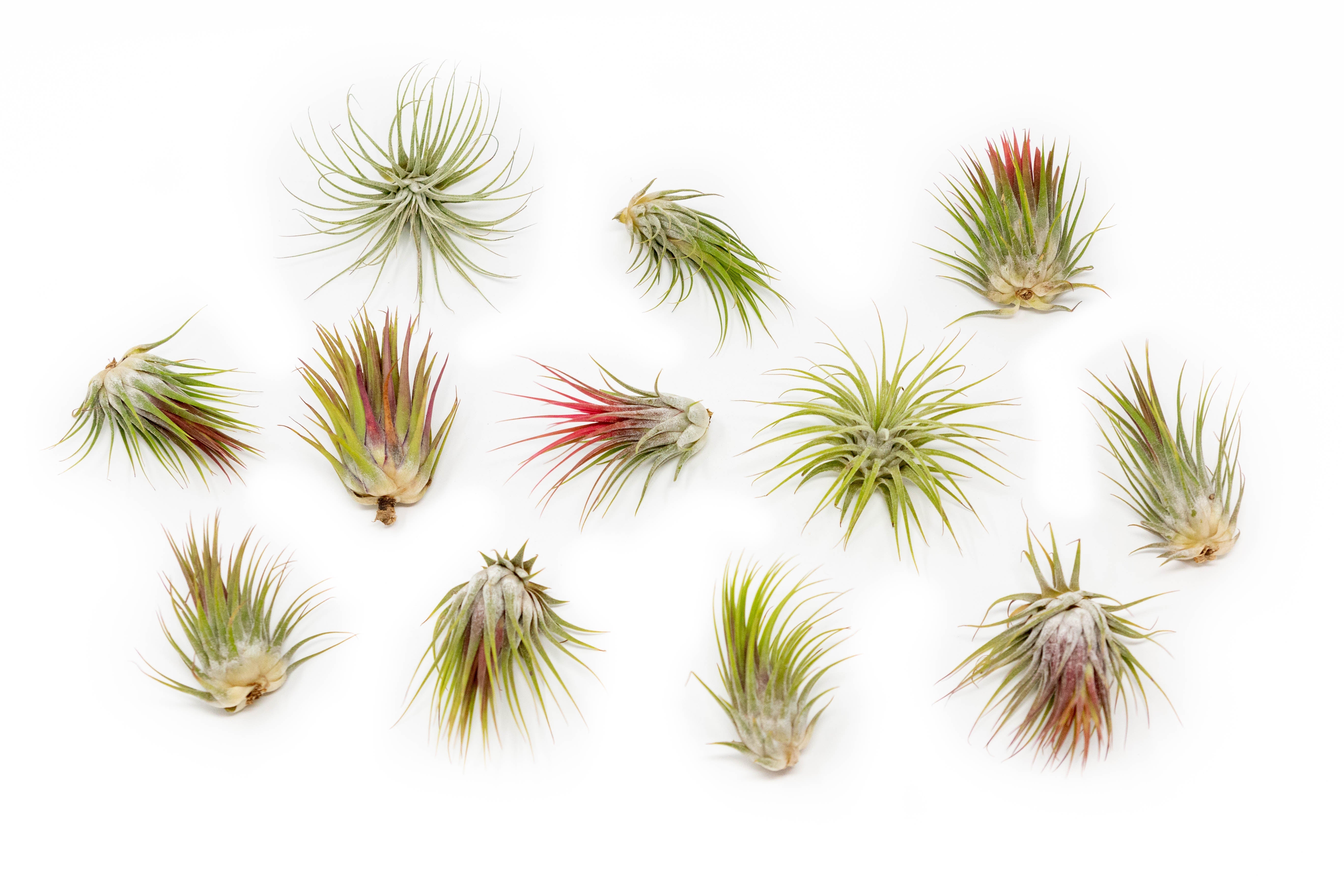 SALE - Tillandsia Ionantha Guatemala Air Plants - Set of 10, 20 or 50 Air Plants - 70% Off-airplant-The Succulent Source