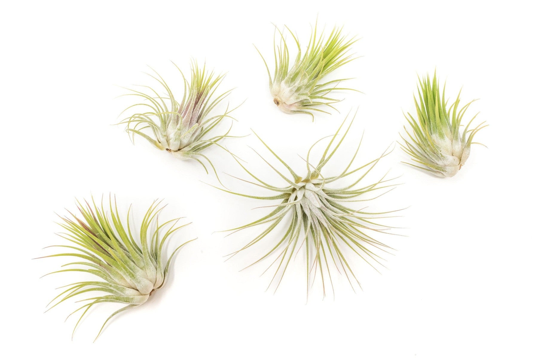 SALE - Tillandsia Ionantha Guatemala Air Plants - Set of 10, 20 or 50 Air Plants - 70% Off-airplant-The Succulent Source