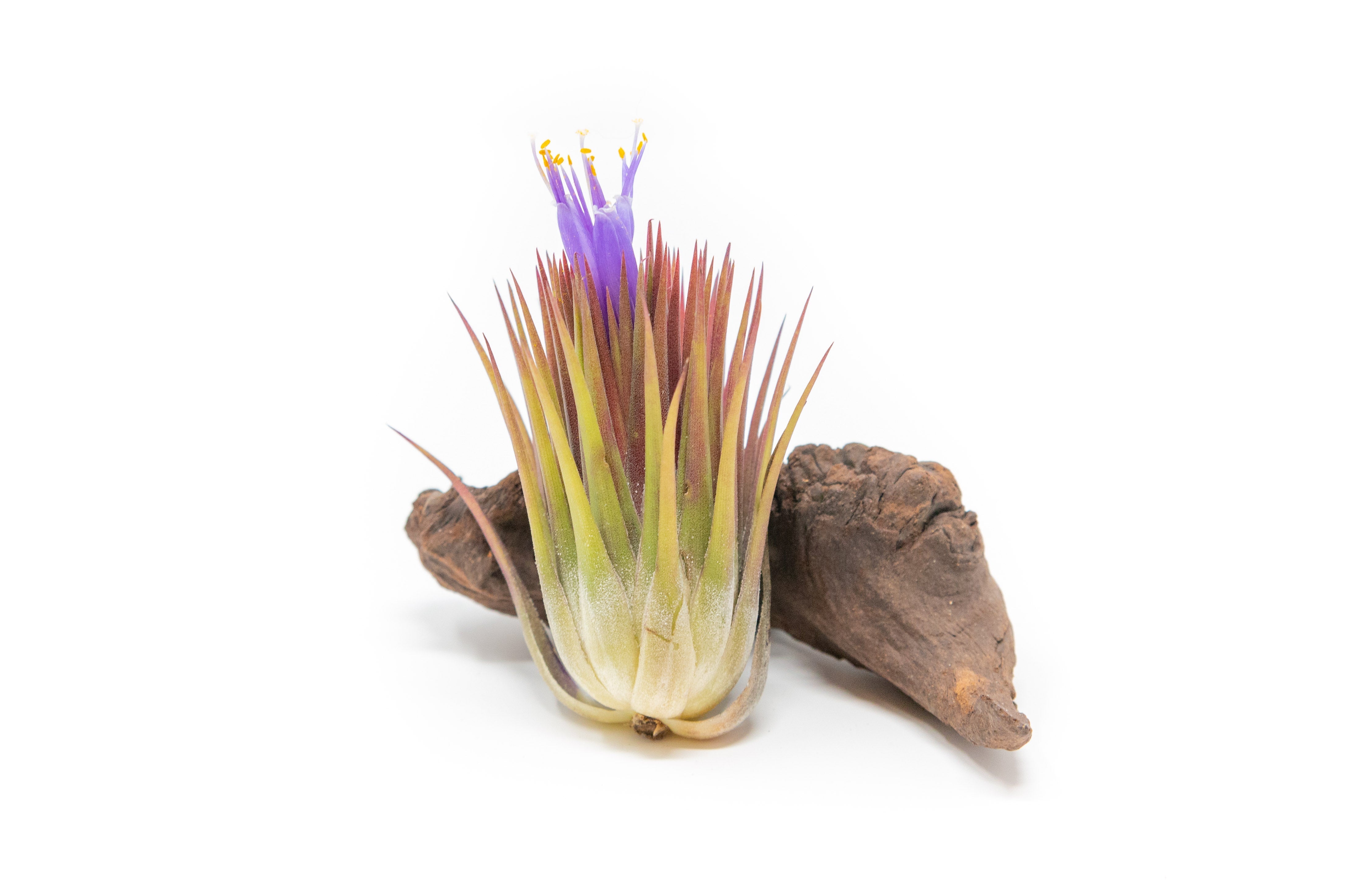 SALE - Tillandsia Ionantha Guatemala "Macho" Air Plants - Set of 5 or 10 - 30% Off